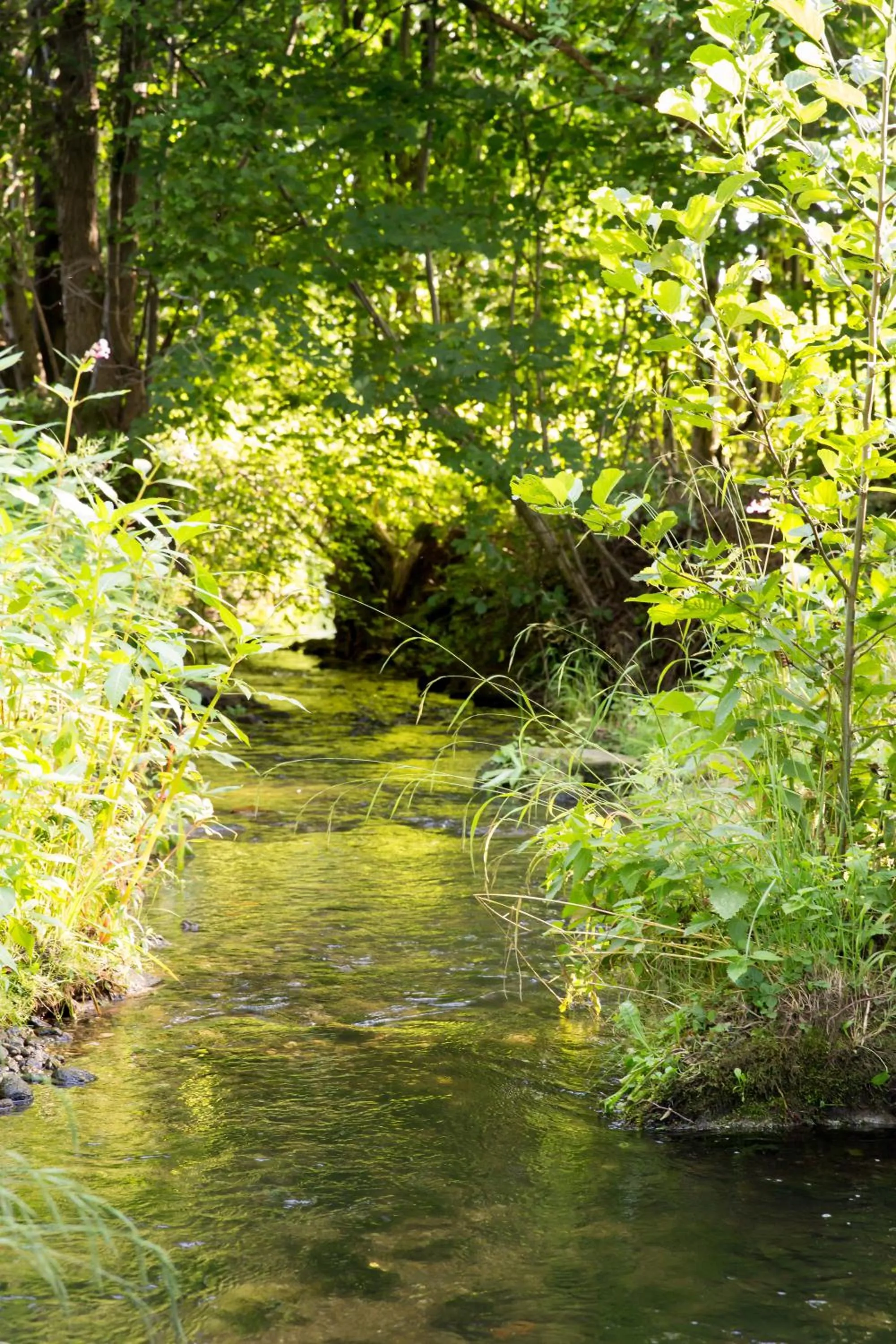 Frühstückspension Mayer-Schiller