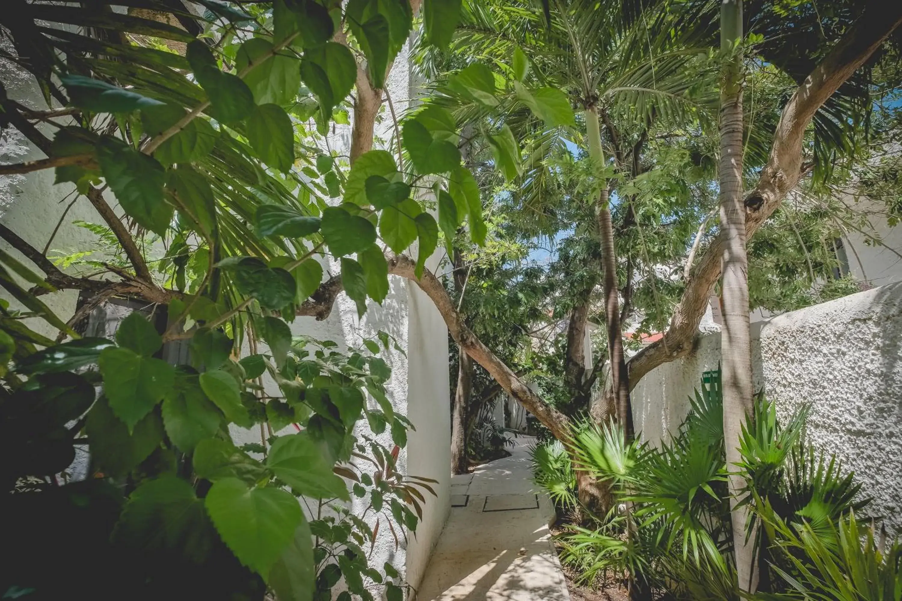 Garden view in Sotavento Hotel & Yacht Club Garden view in Sotavento Hotel & Yacht Club