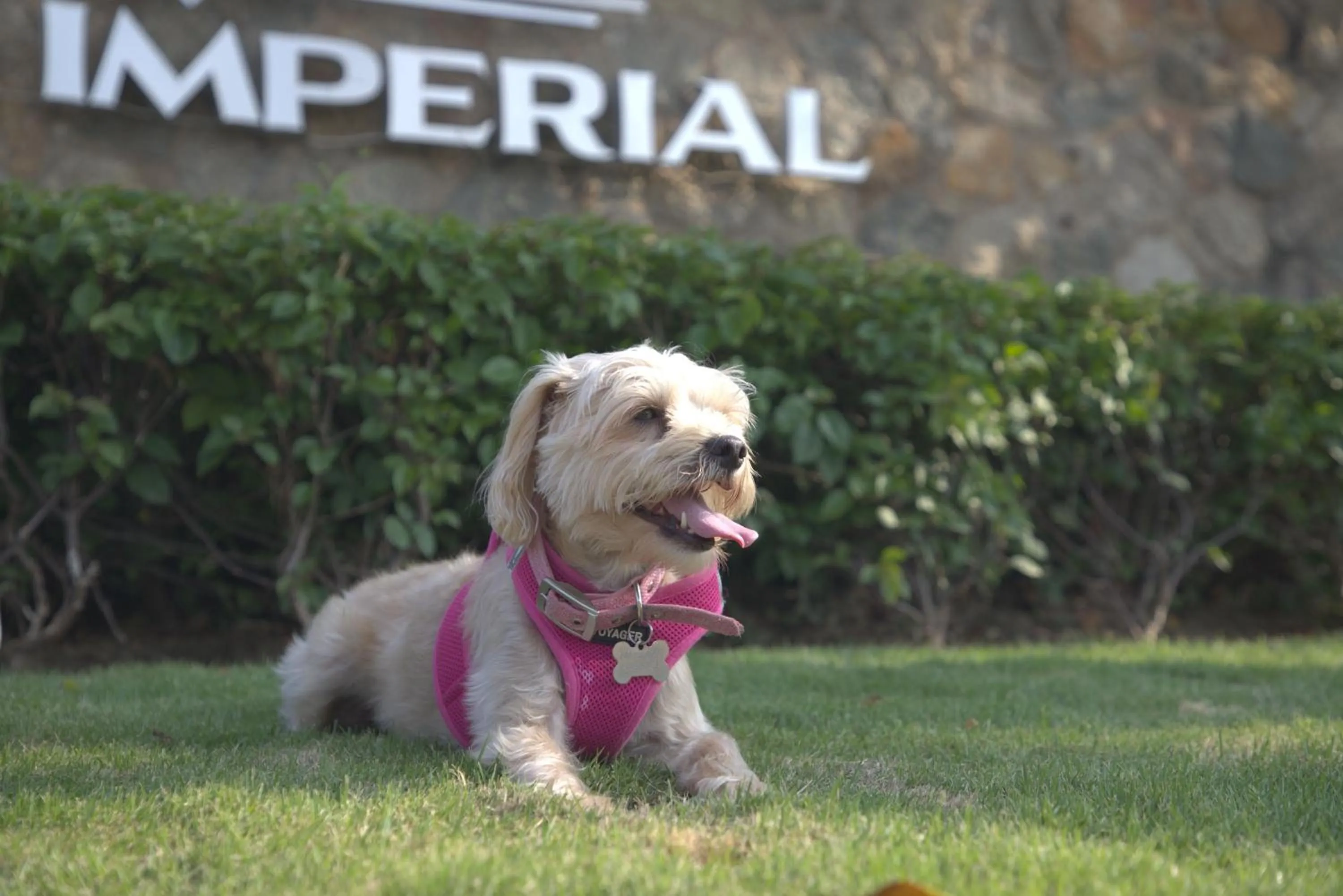 Pets in Pierre Mundo Imperial Riviera Diamante Acapulco