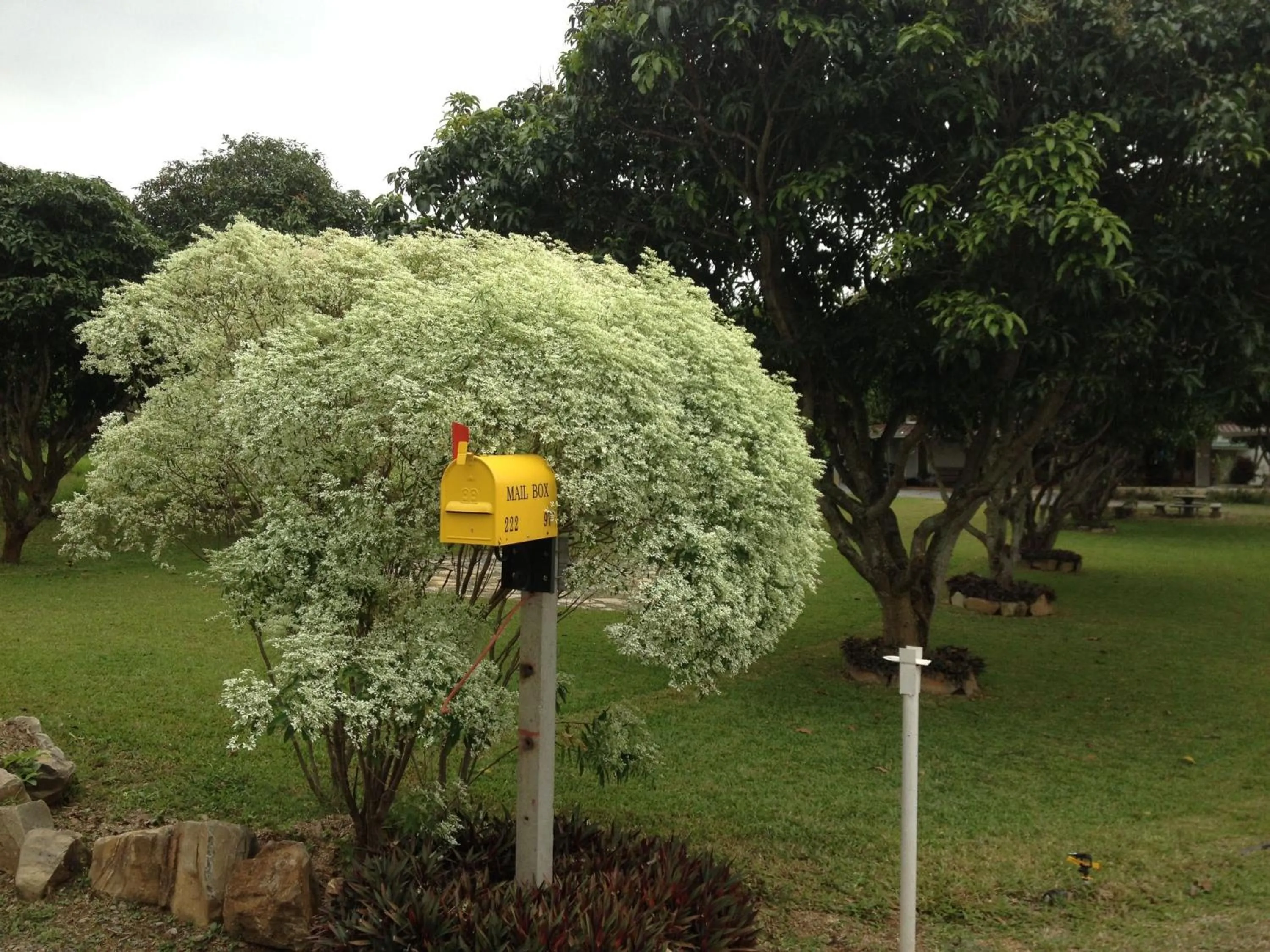 Jardin De Mangue Pakchong