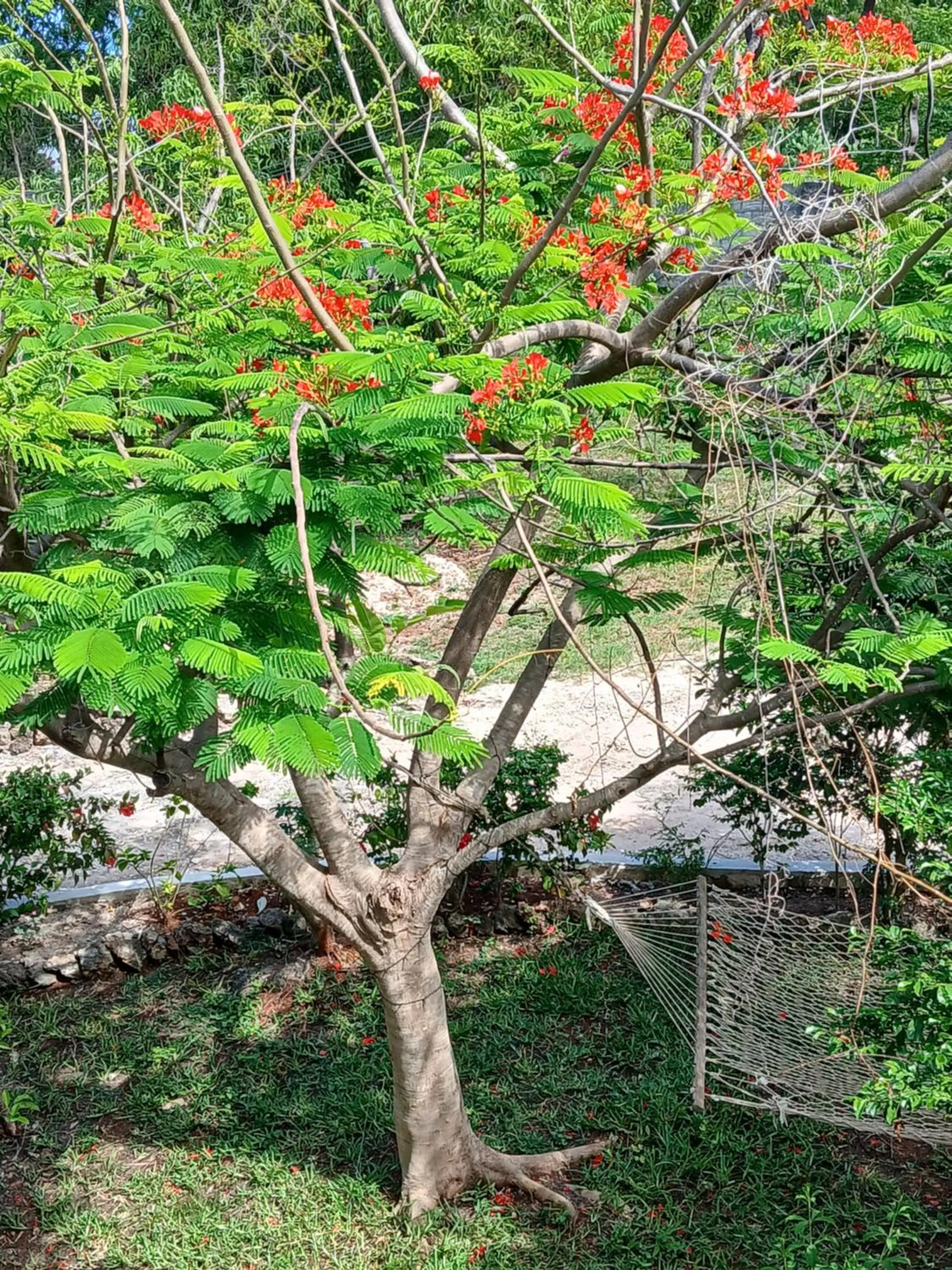 Garden in Majani Breeze