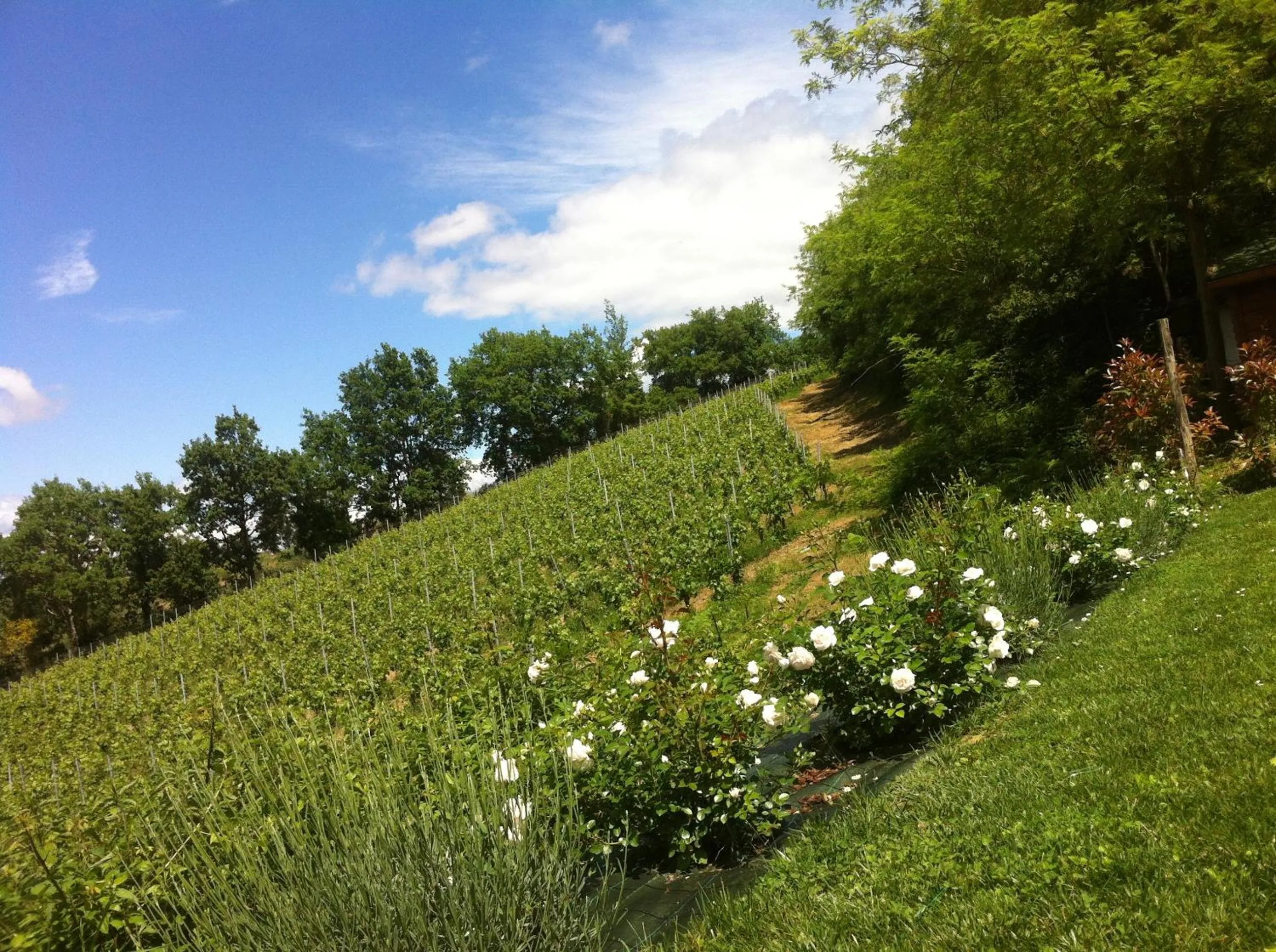 Day in Villa Del Sole