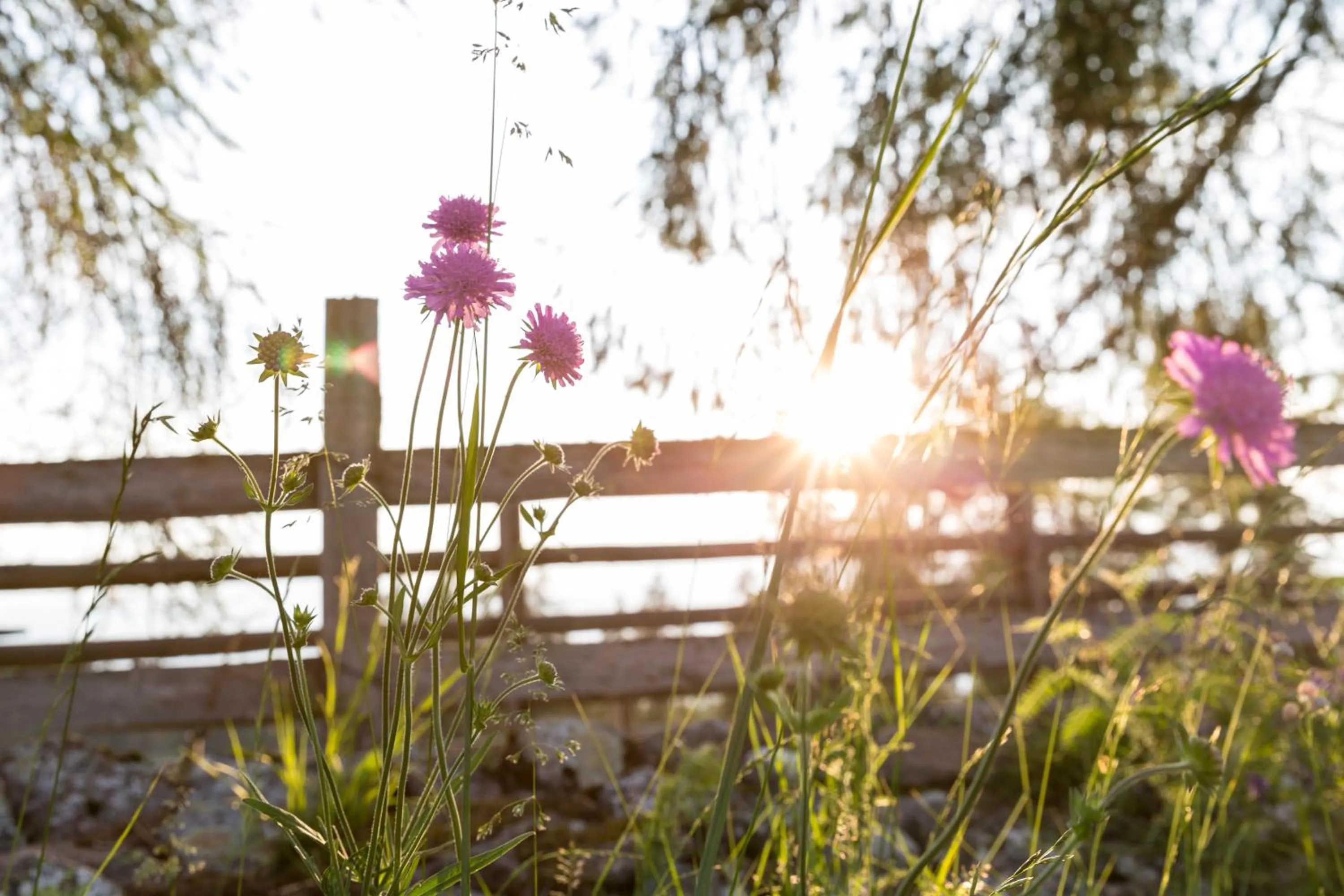 Spring in Der Zirmerhof