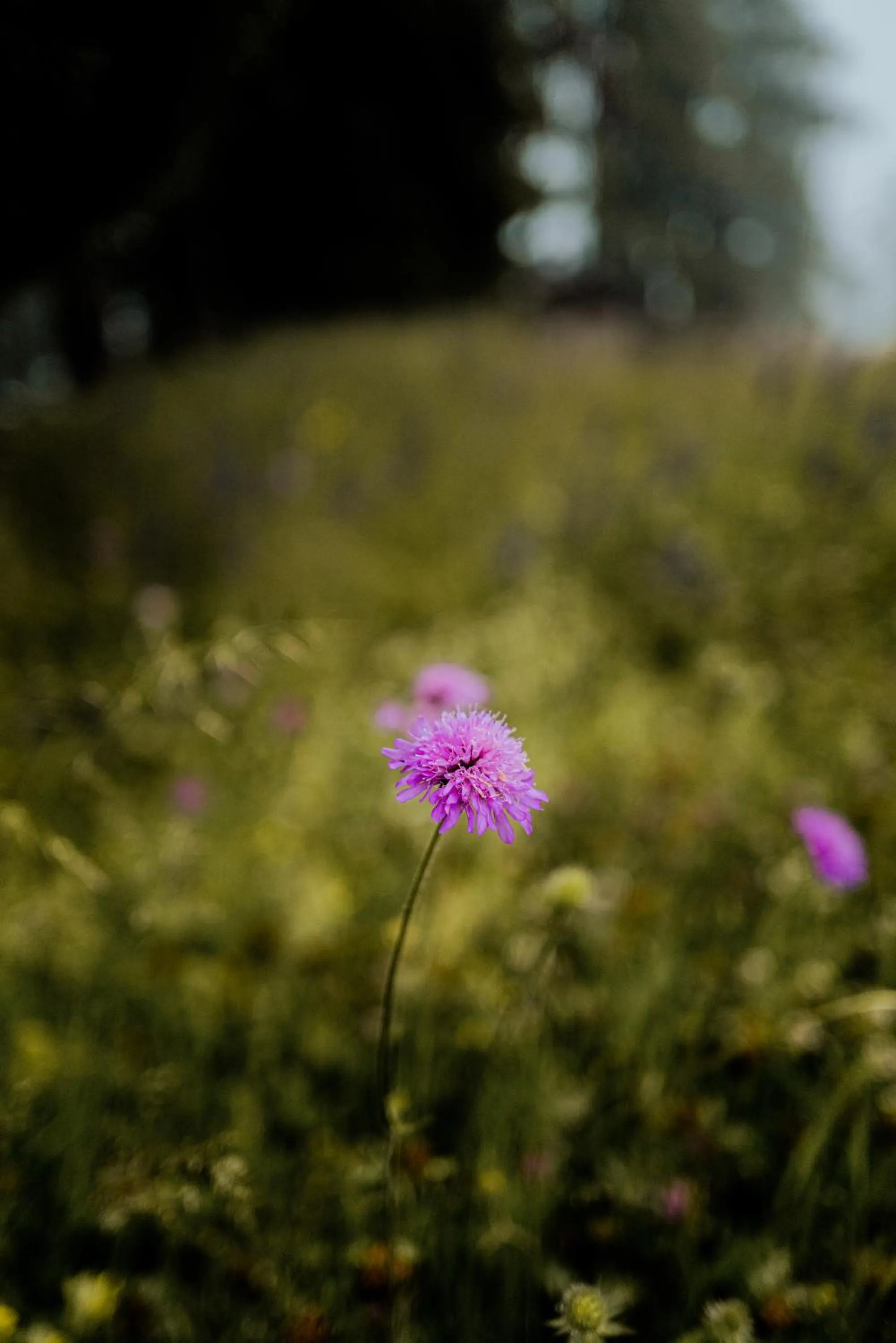 Property building in Der Zirmerhof