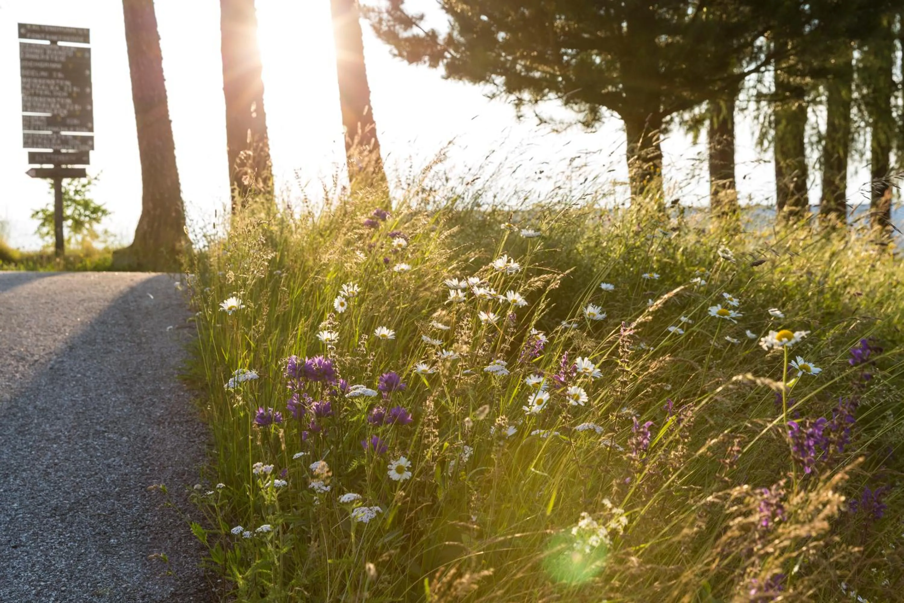 Spring in Der Zirmerhof
