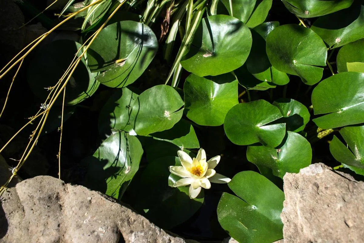 Garden in B&B Mare E Sole