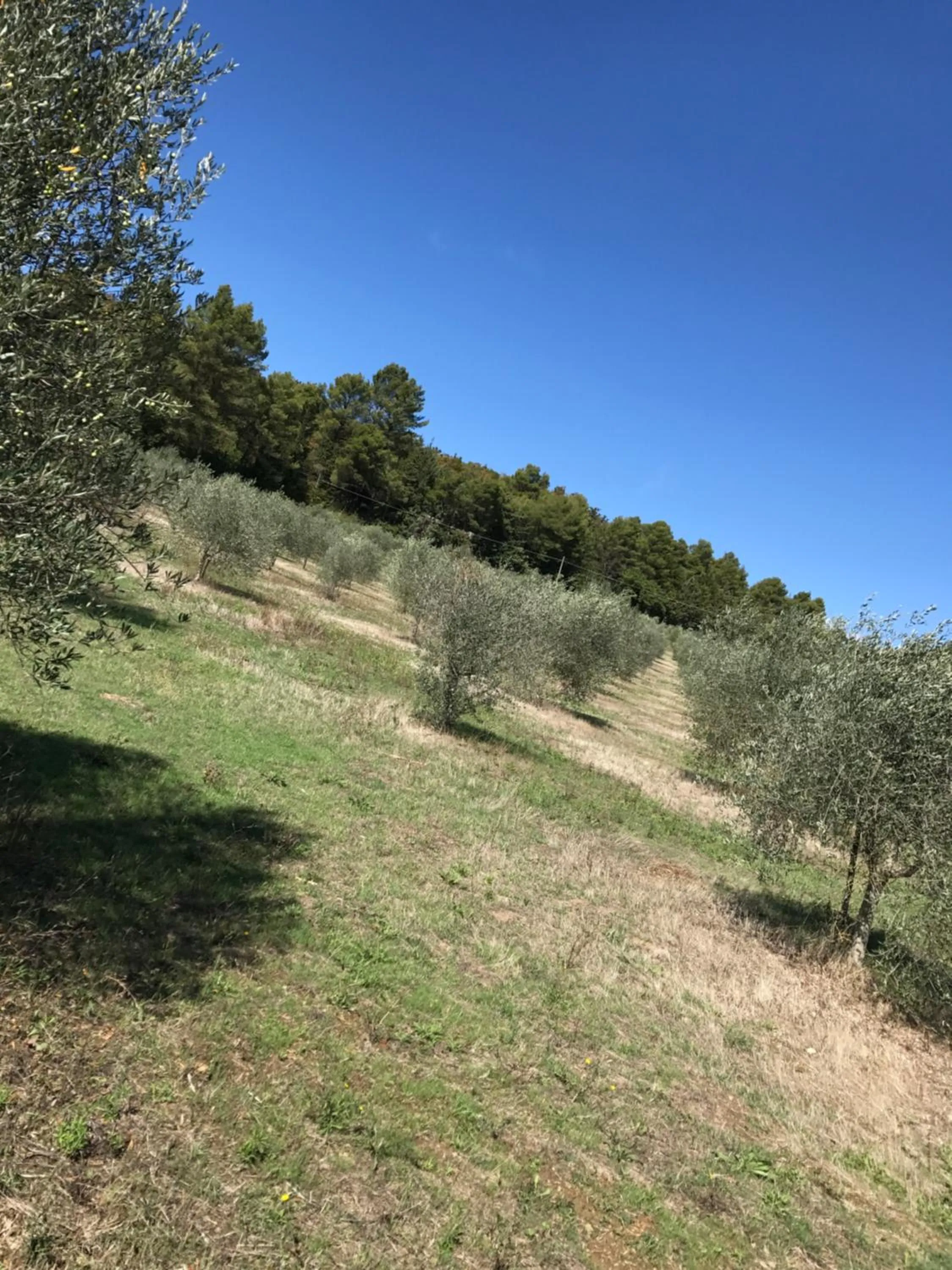 Natural landscape in Azienda Agrituristica I Tre Casali