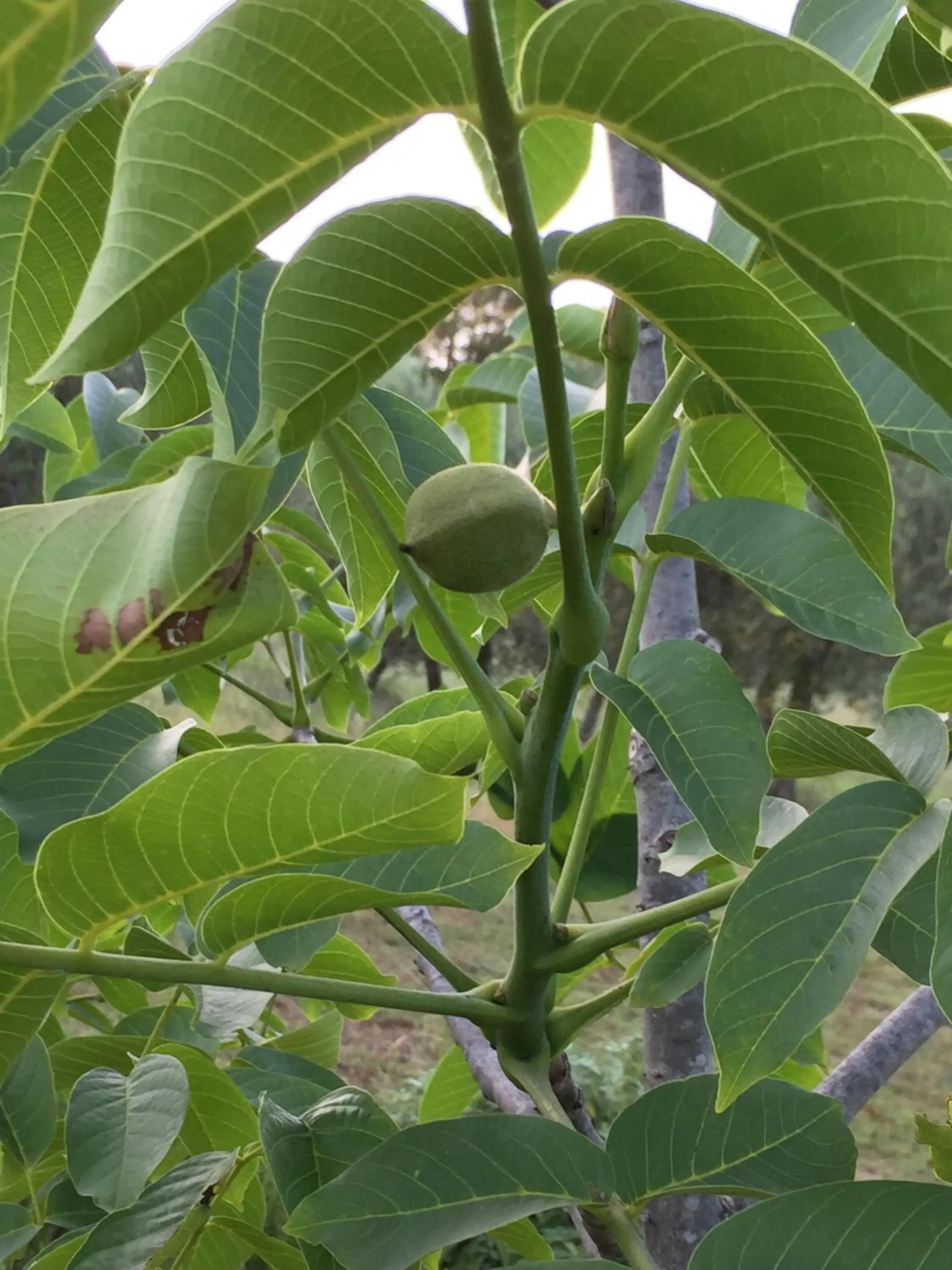 Garden in Azienda Agrituristica I Tre Casali