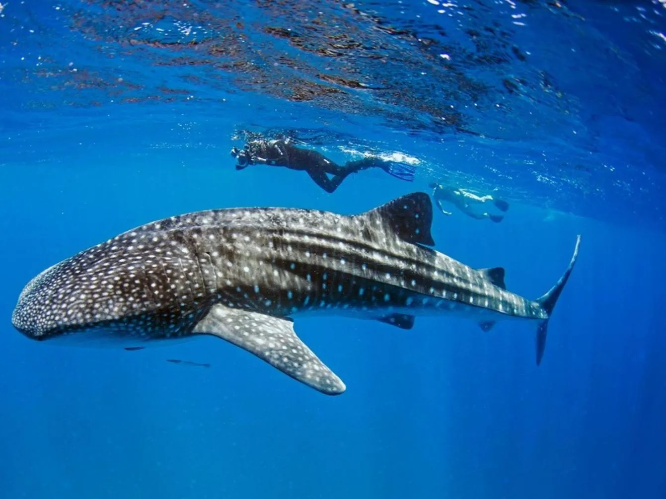 Property building in Mozambeat Motel