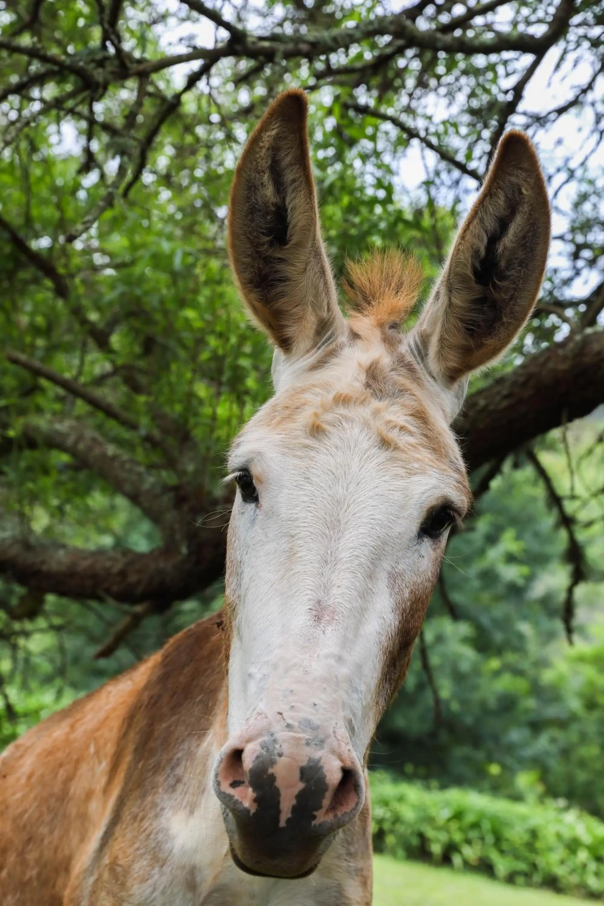 Animals in Kings Grant Country Retreat