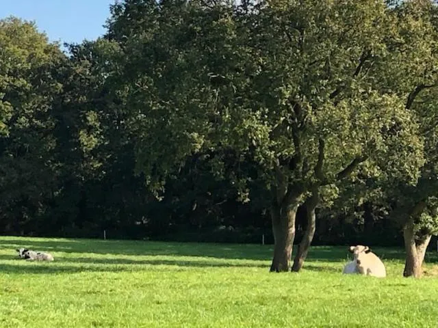 Bed en Breakfast The Wooden Wall