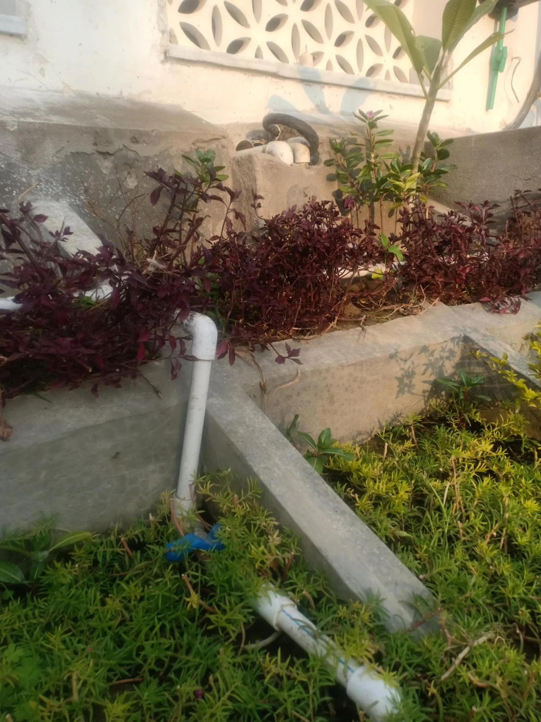 Garden in HN Palace Homestay