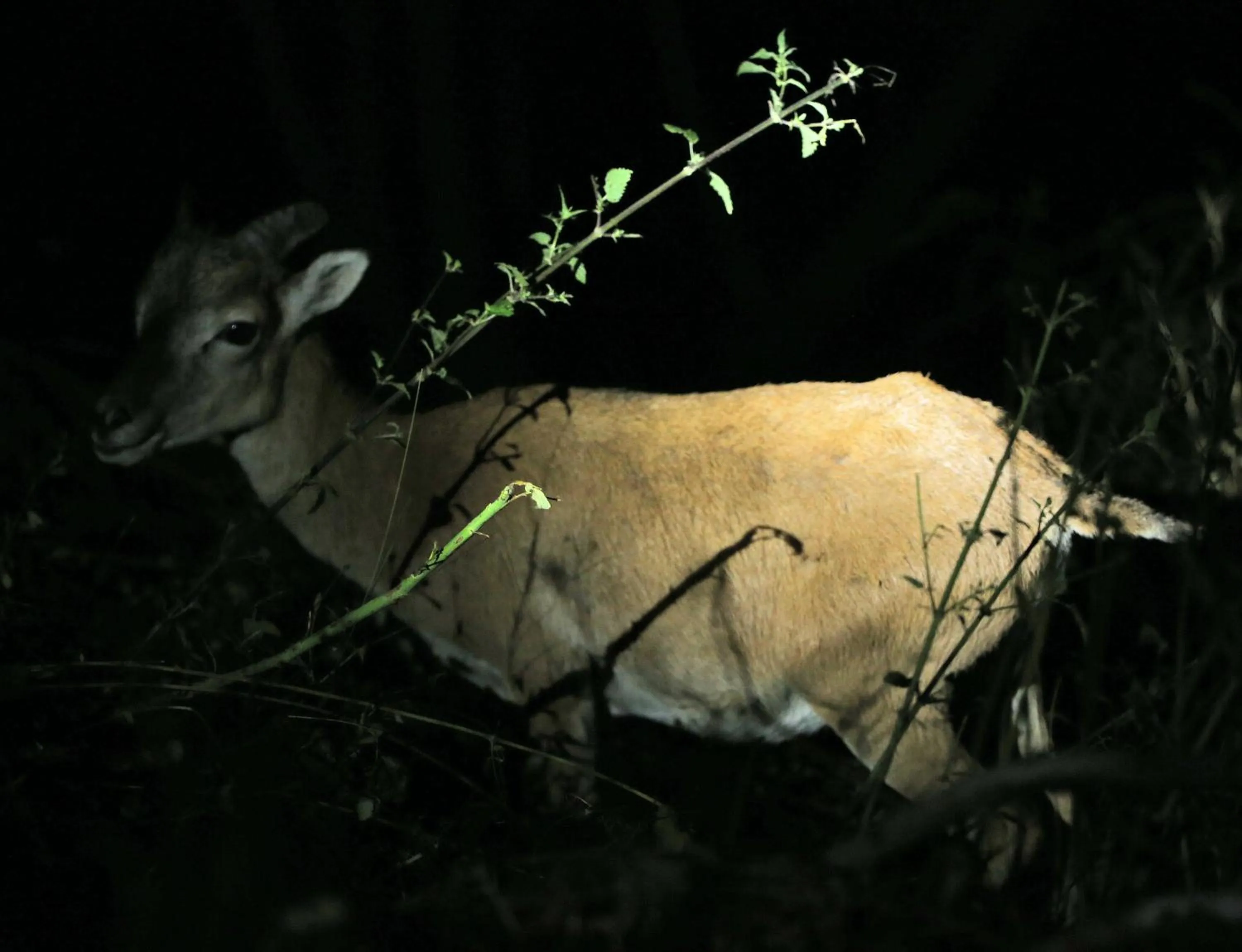 Night in Baita Bondella