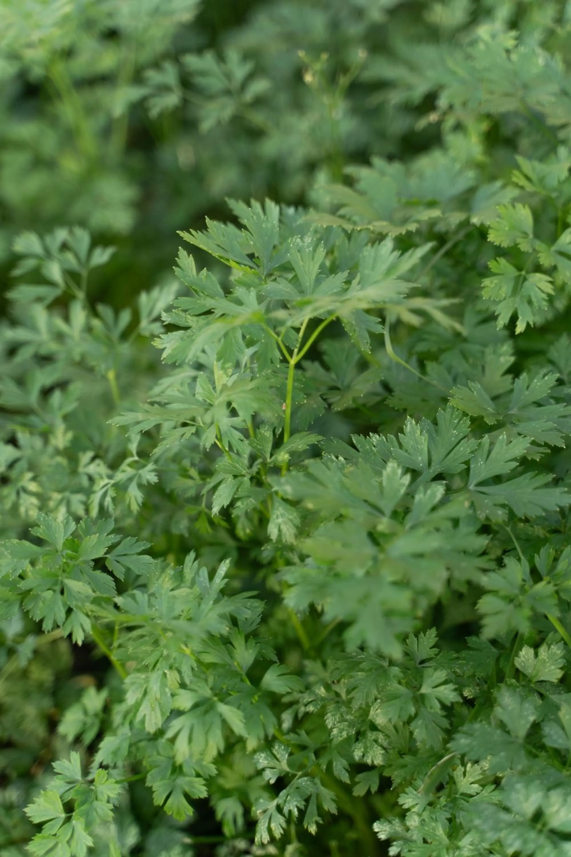 Garden in Strassen Hotel