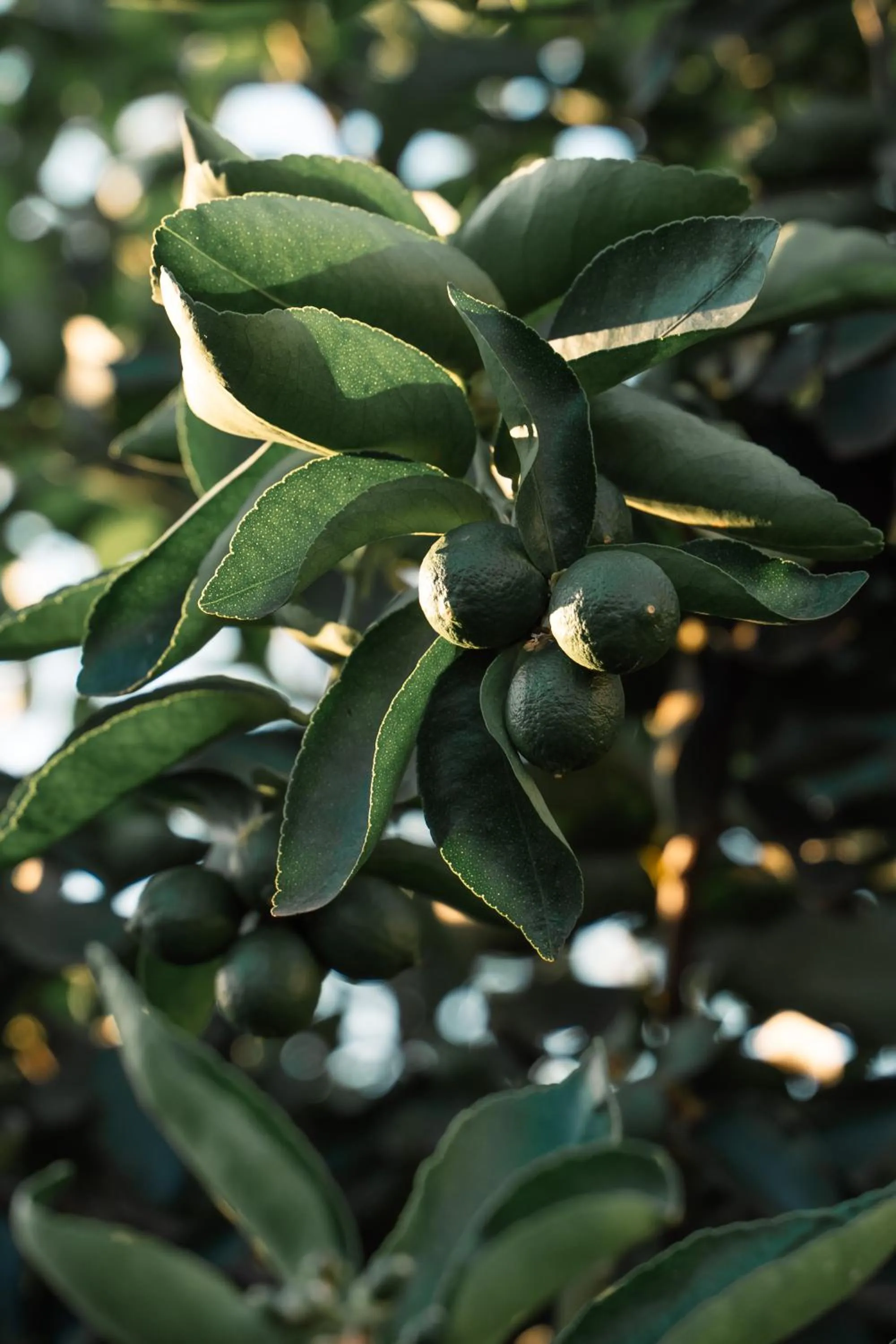 Garden in Strassen Hotel