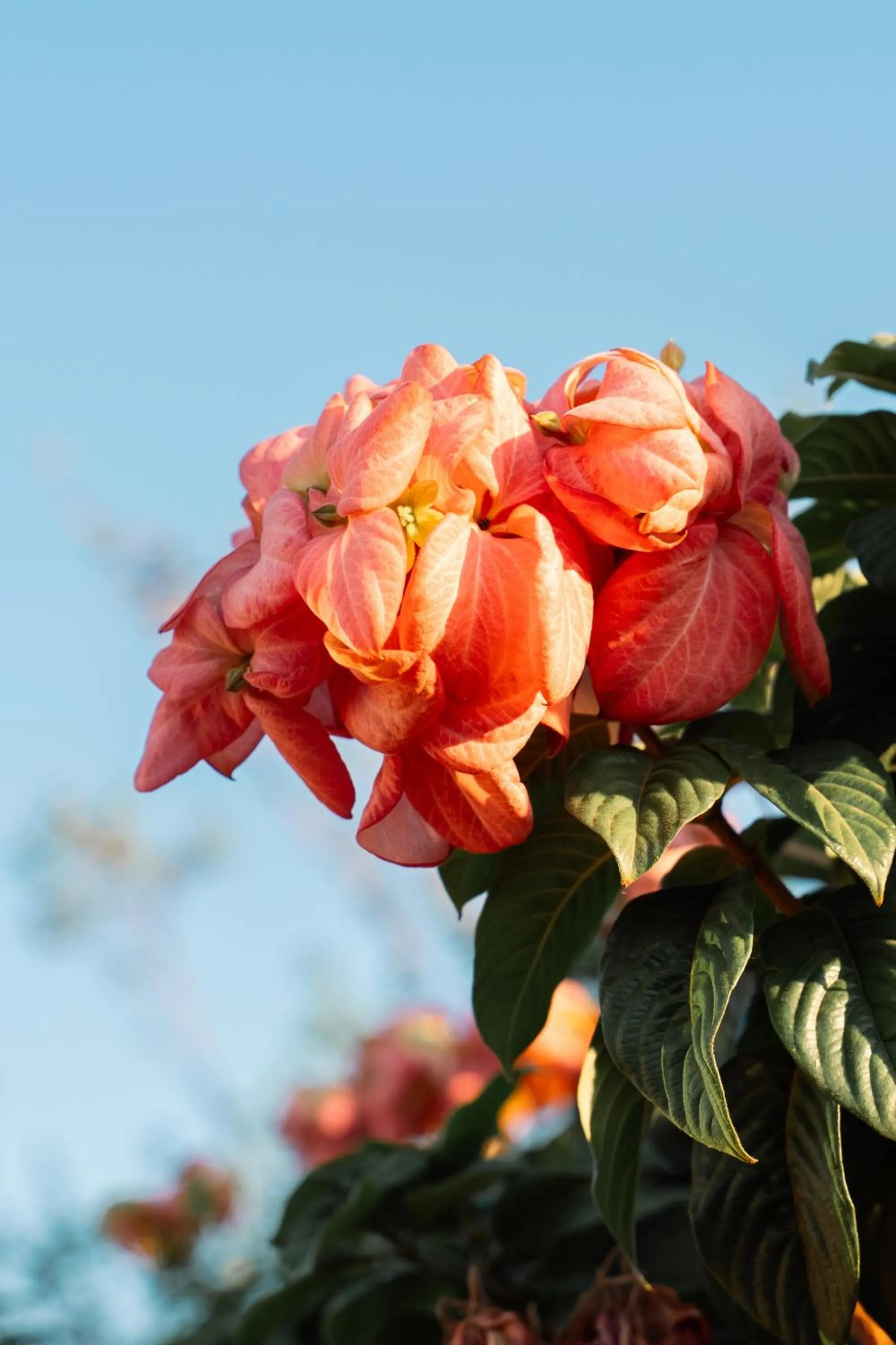 Garden in Strassen Hotel