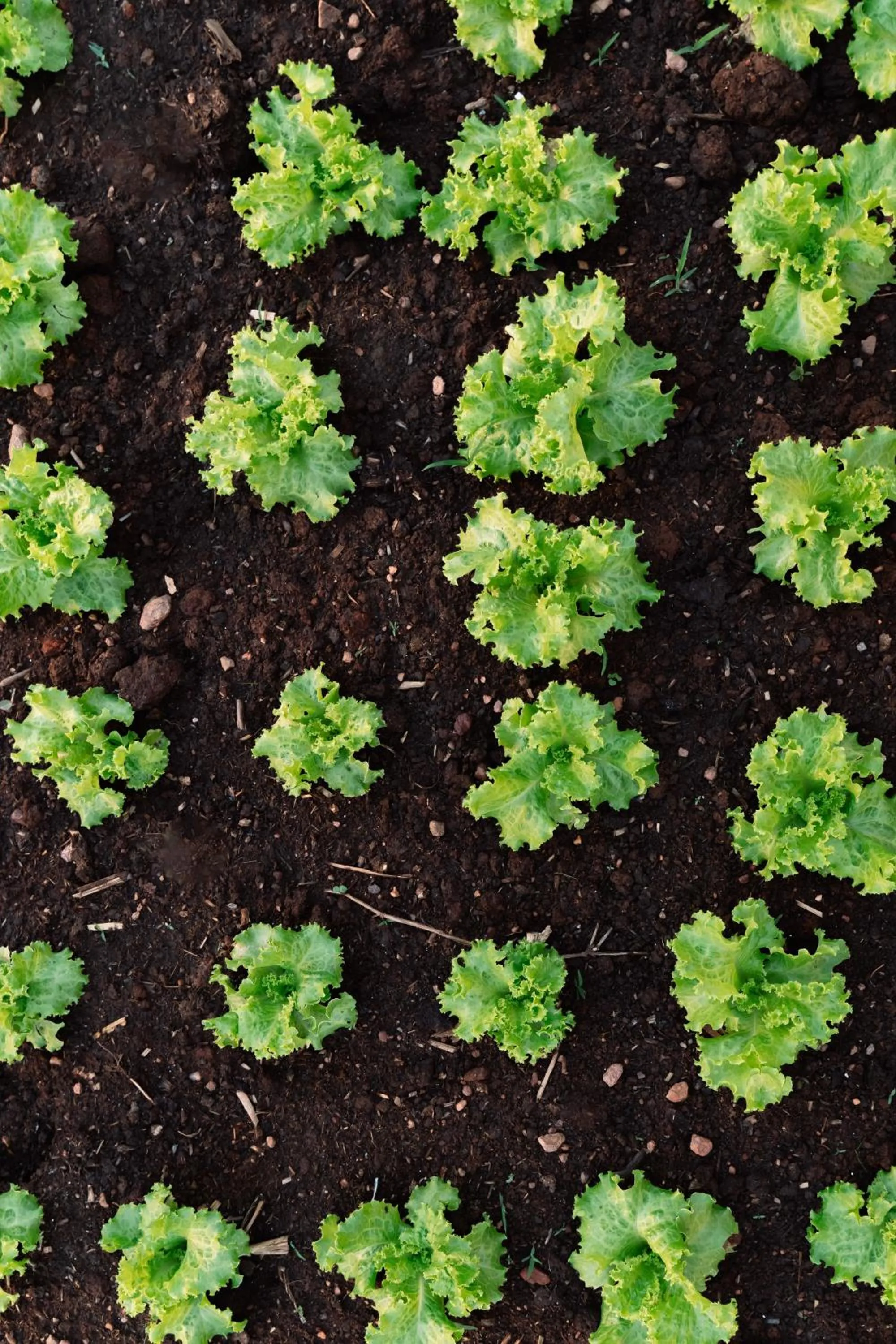 Garden in Strassen Hotel