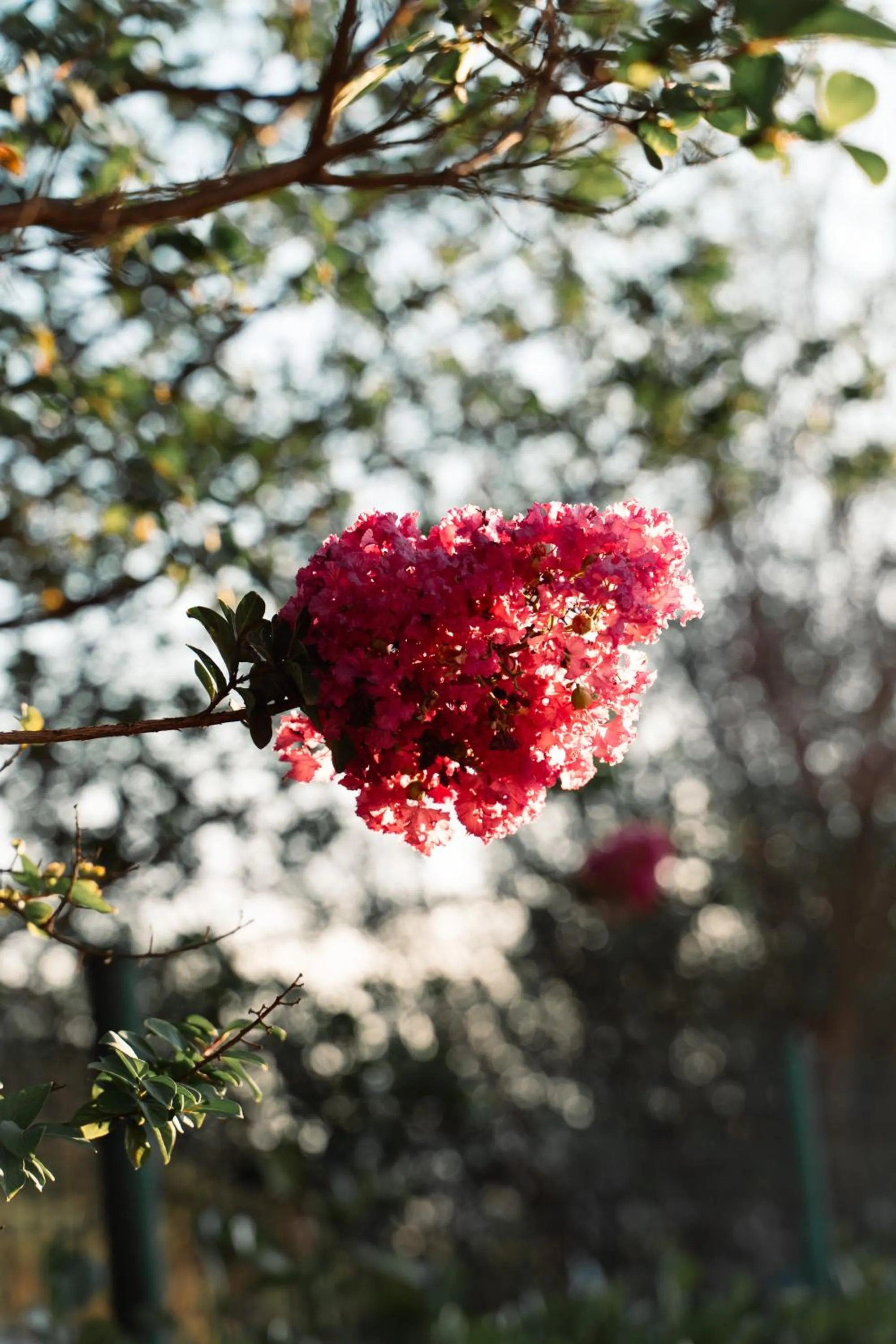 Garden in Strassen Hotel