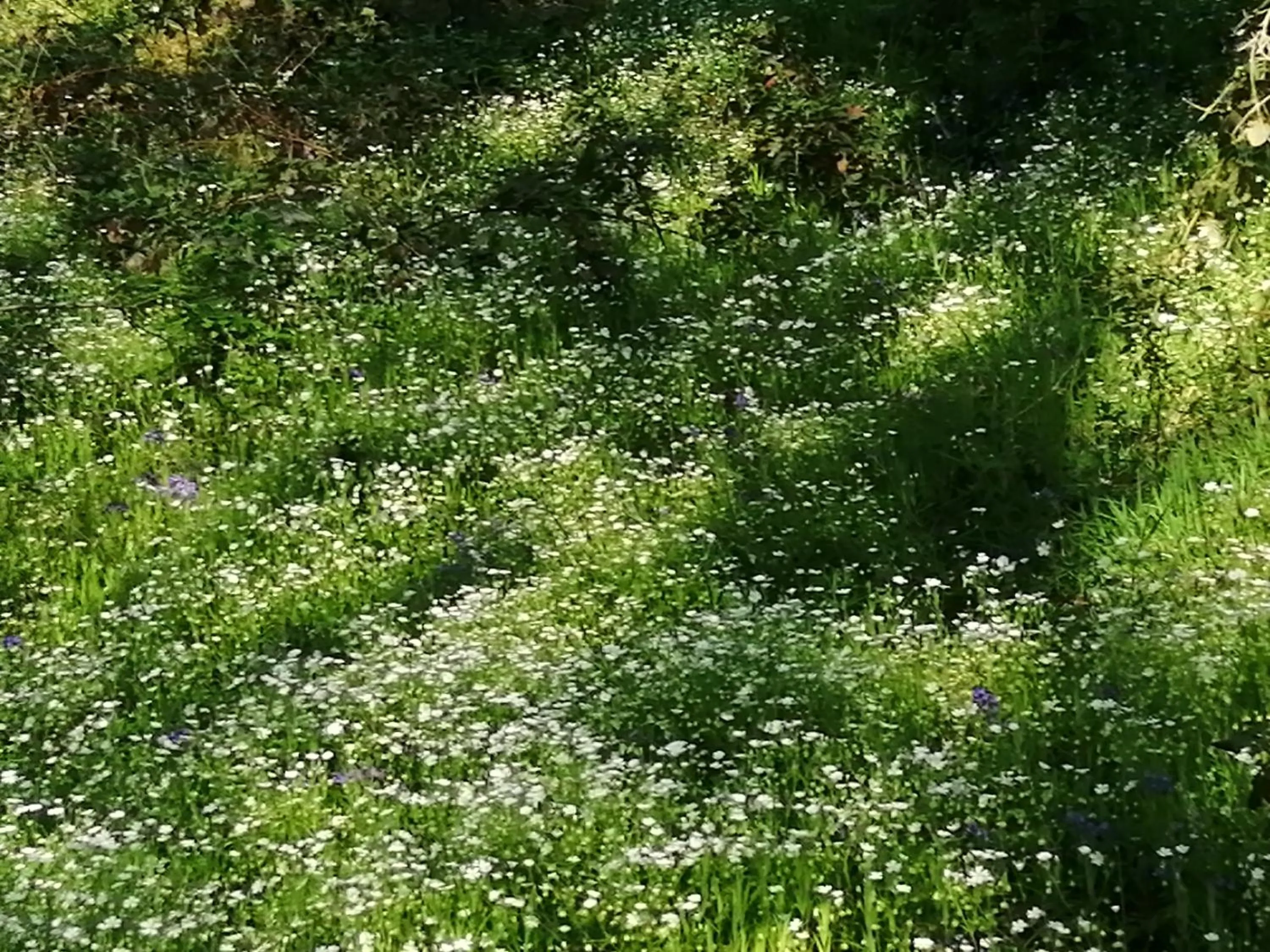 La Gaucherie aux Dames