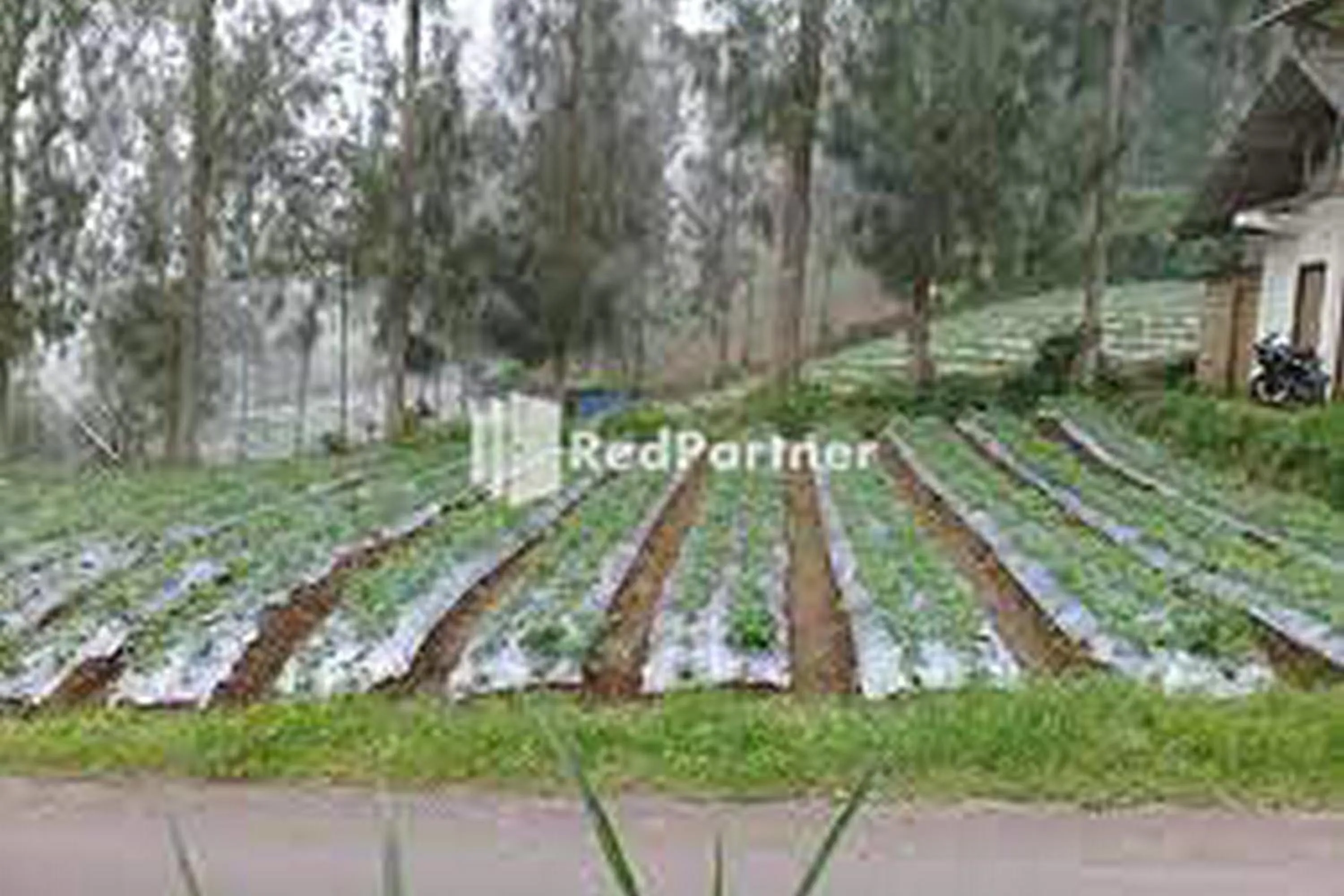 Garden view in Gebby Homestay Bromo RedPartner