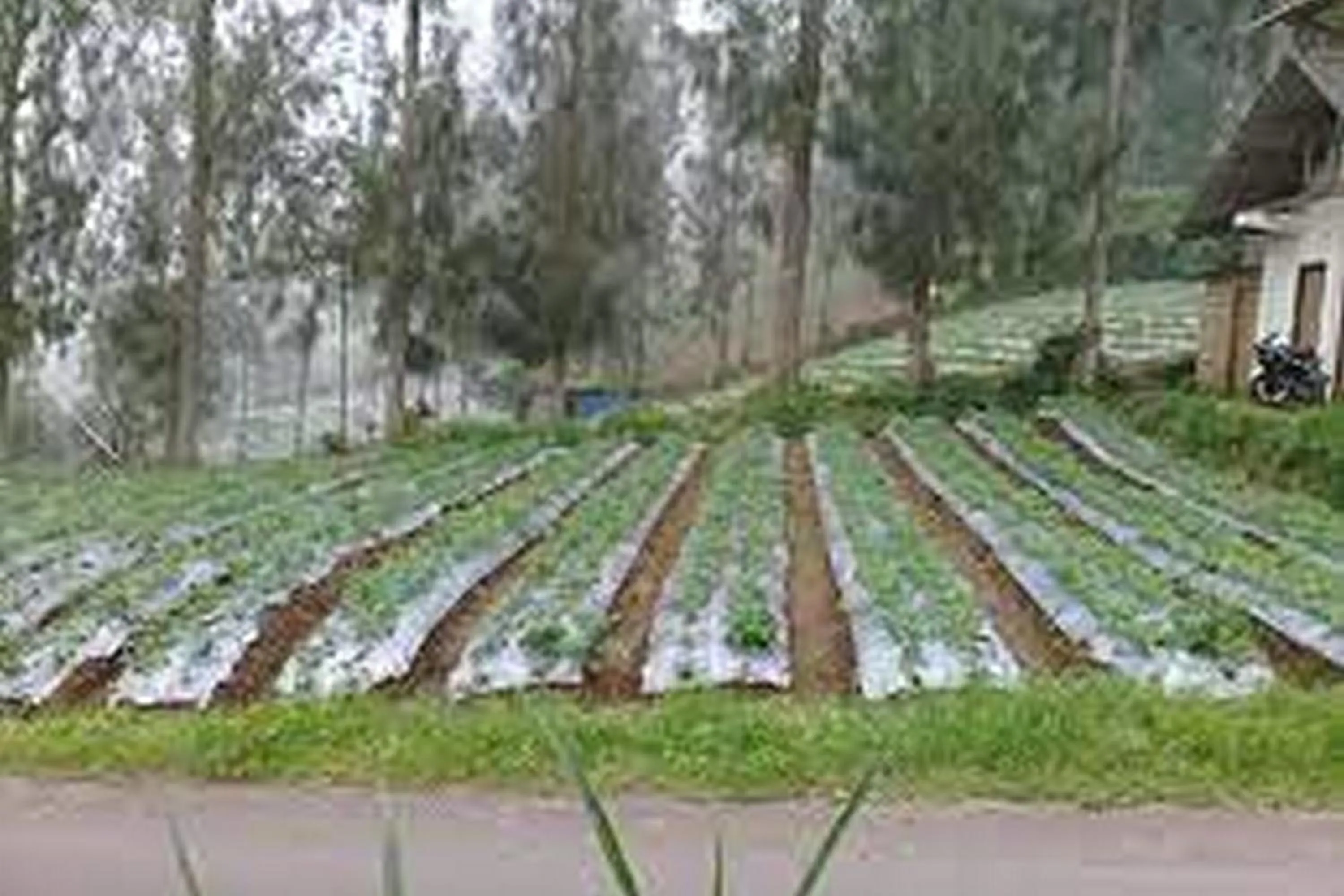 Garden view in Gebby Homestay Bromo RedPartner