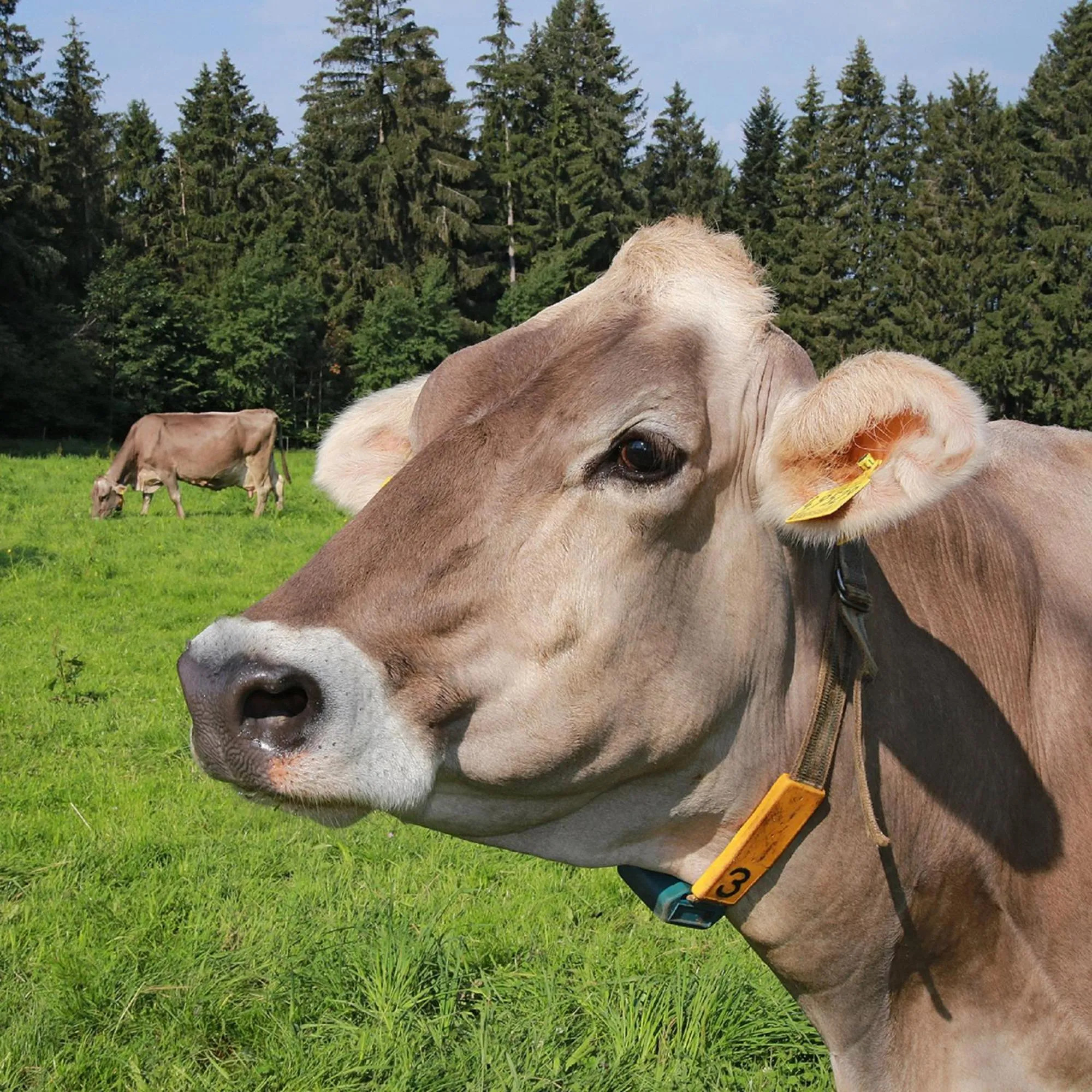 Animals in Ferienhof Bitschnau