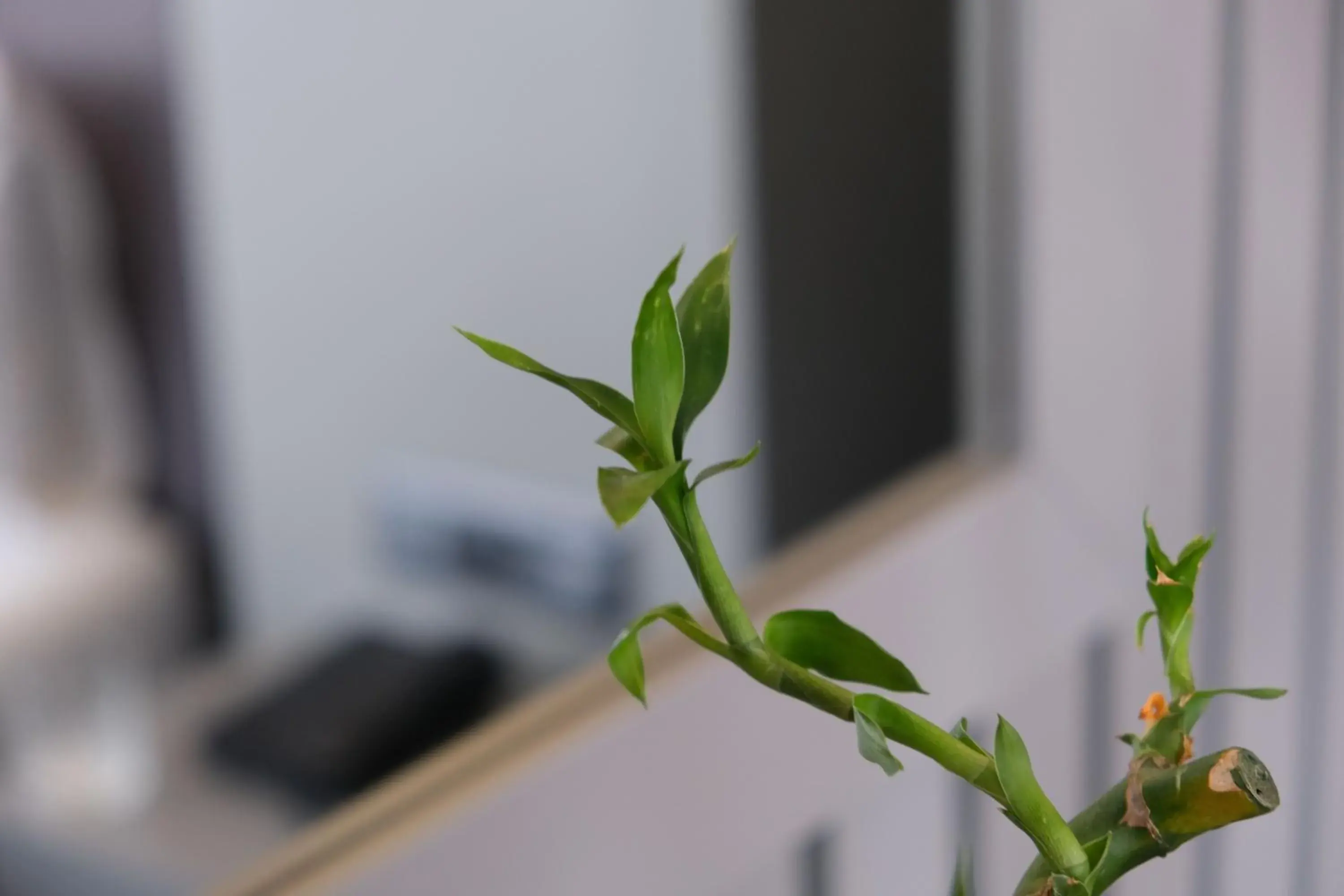 Dilens Bosphorus Hotel Dilens Bosphorus Hotel