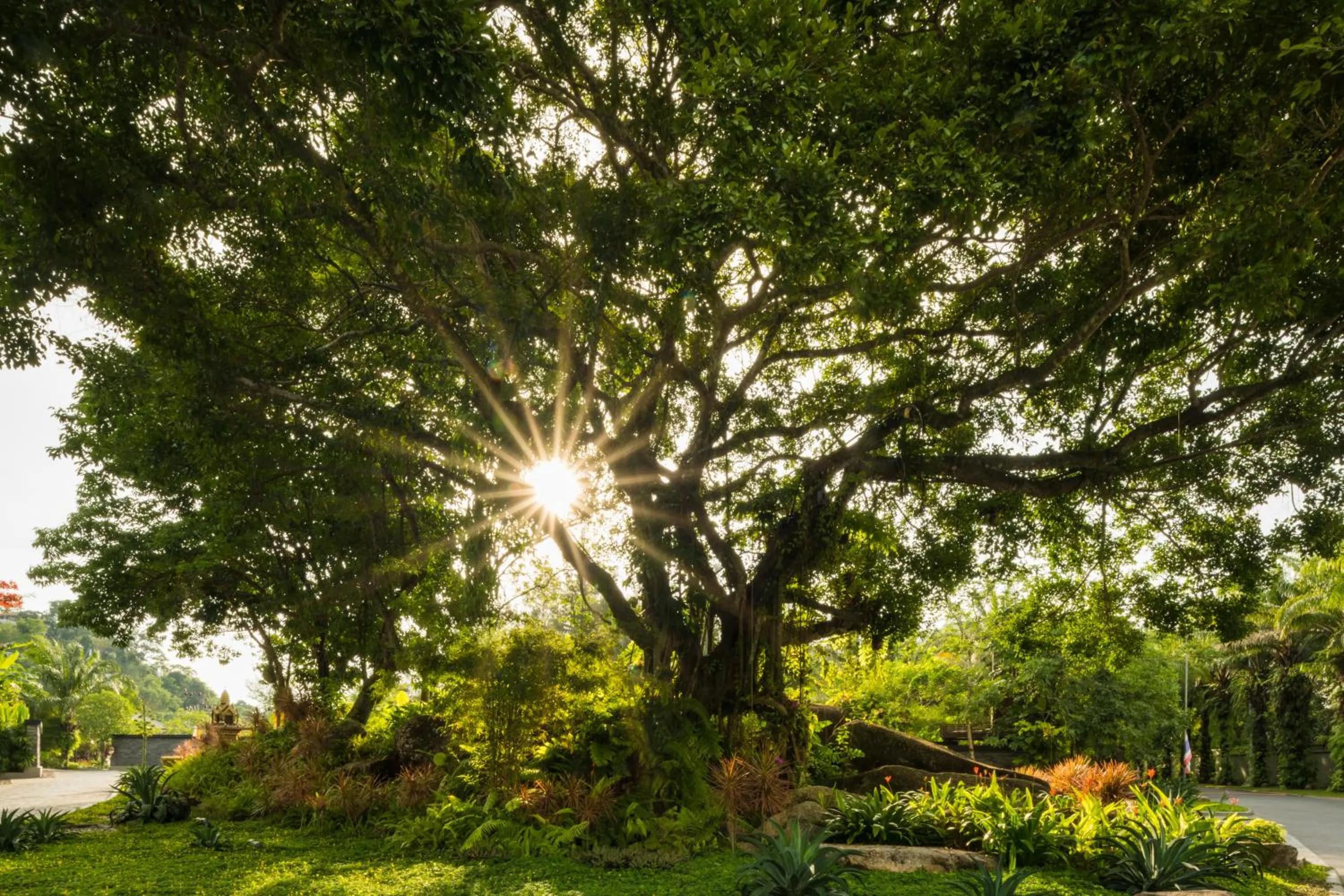 Natural landscape in Anantara Layan Phuket Resort