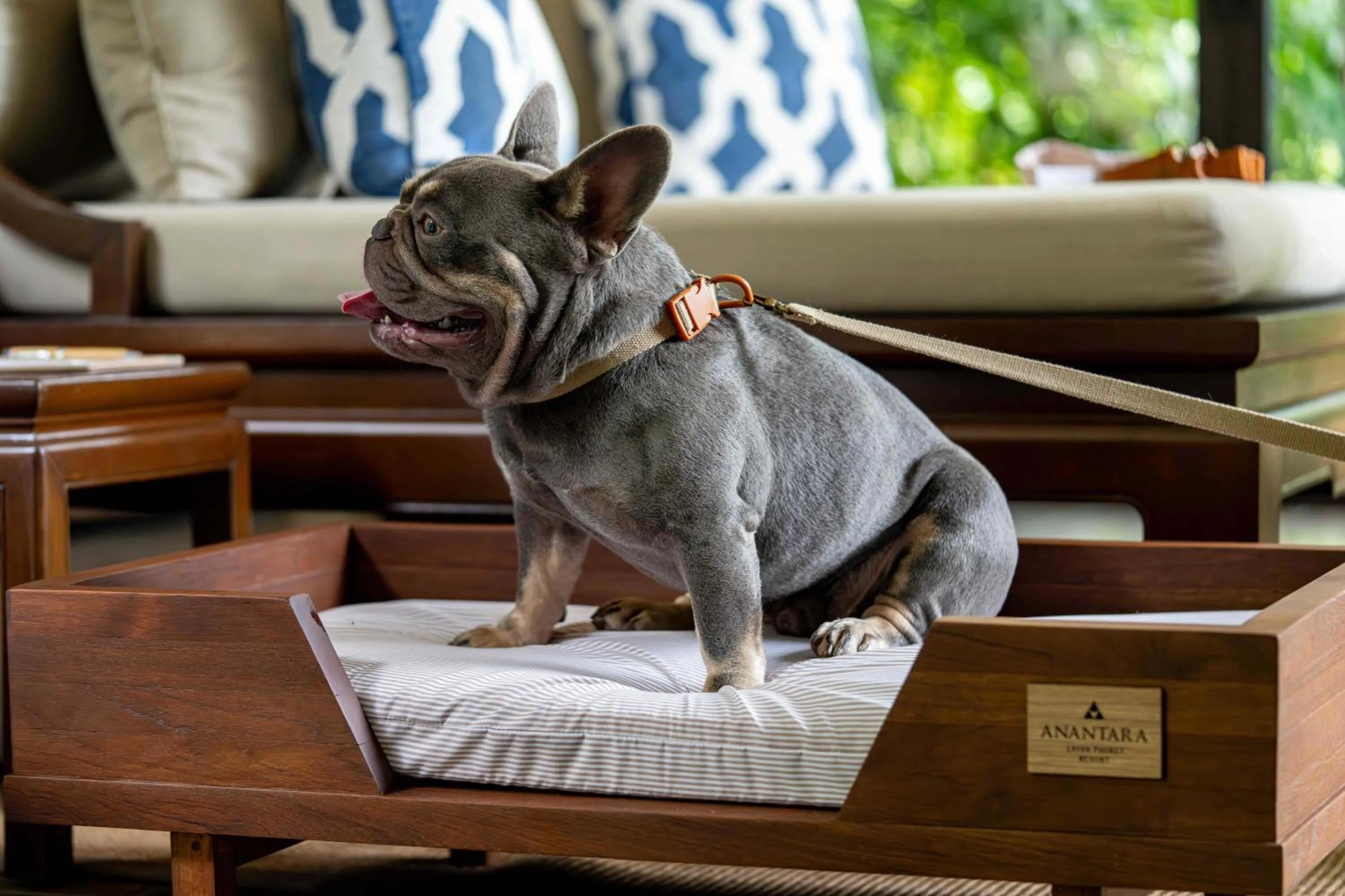 Pets in Anantara Layan Phuket Resort