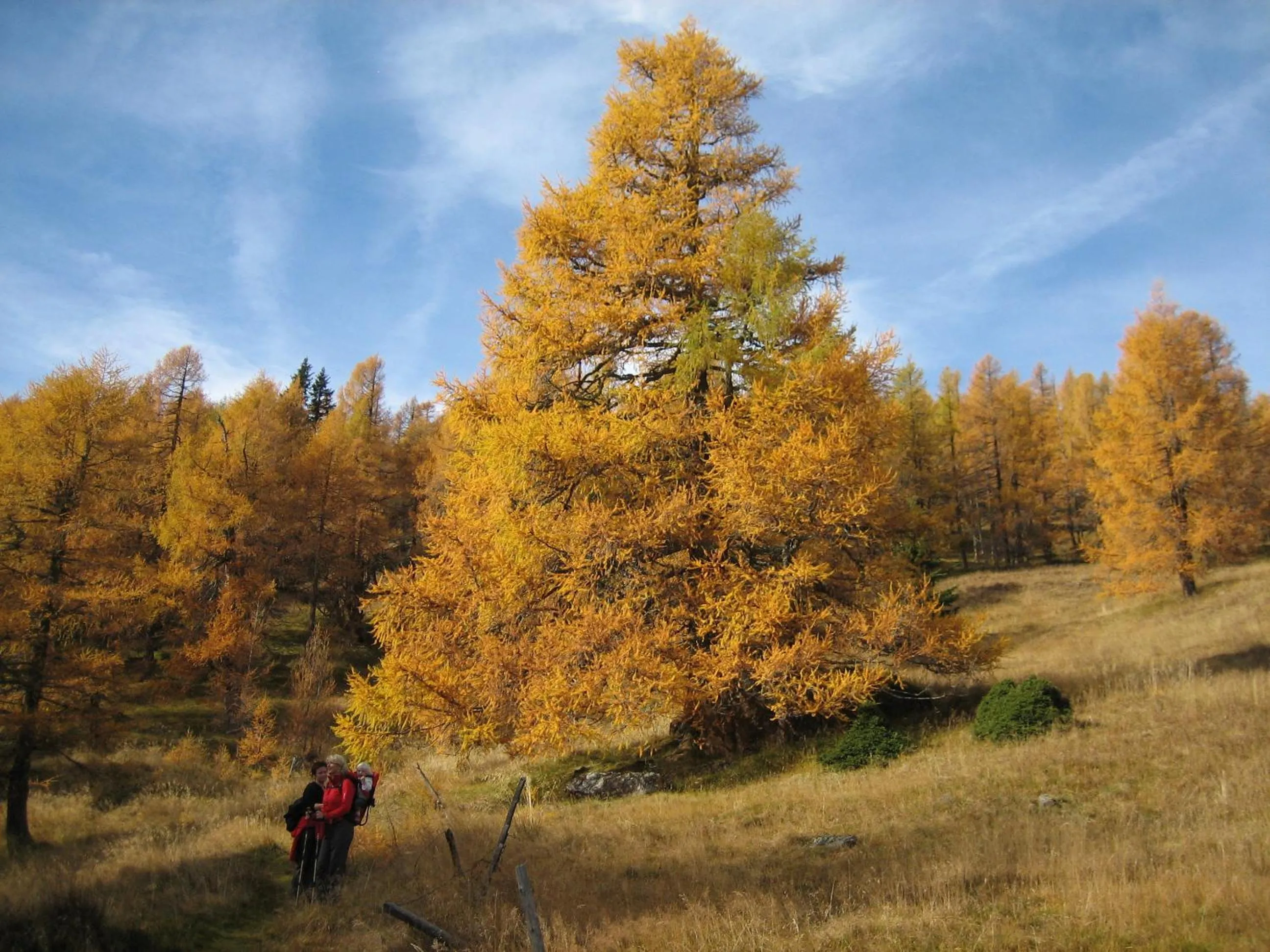 Natural landscape in Appartements Oswaldeck