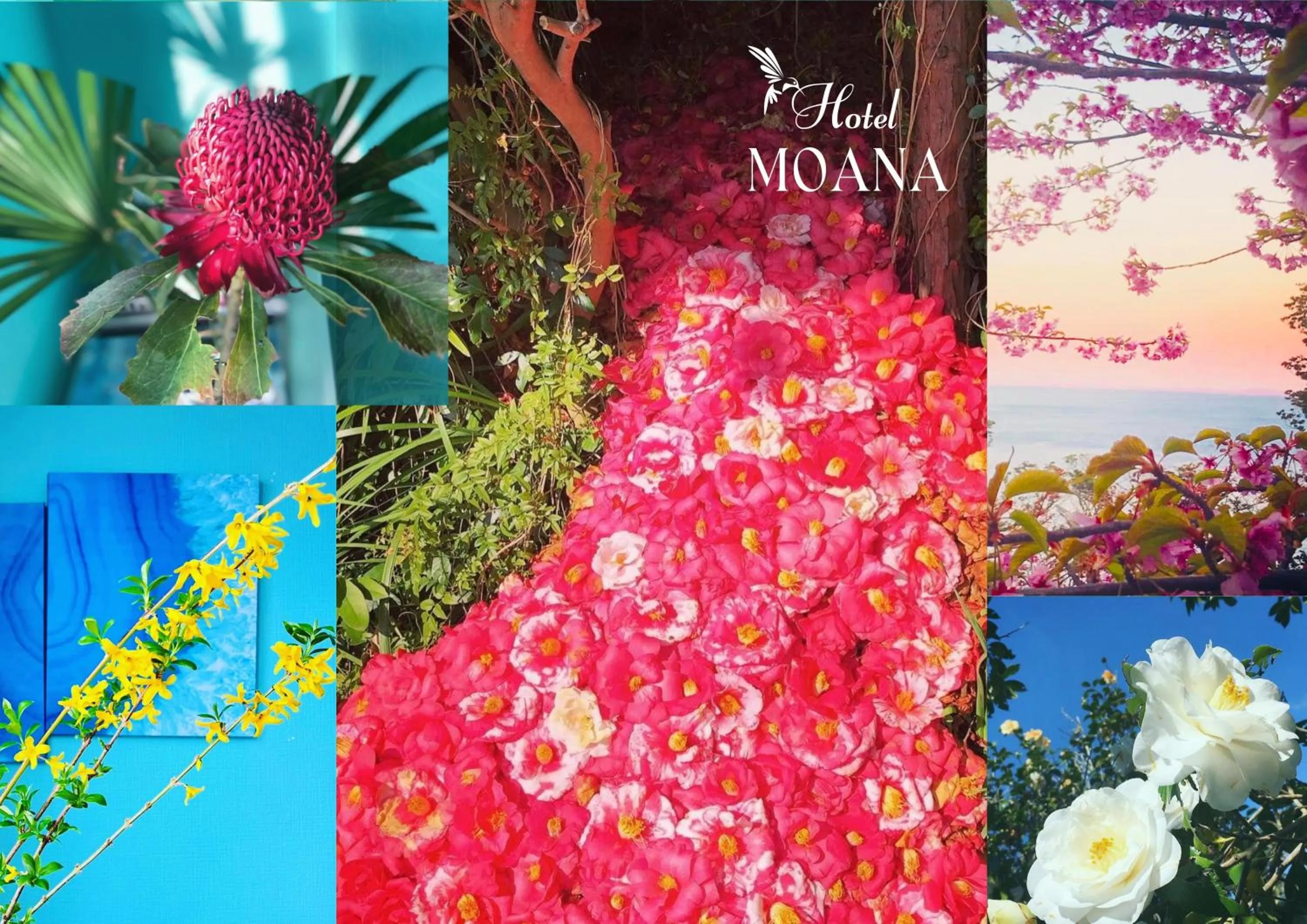 Hotel MOANA絶景オーシャンビューカフェラウンジ朝食付き