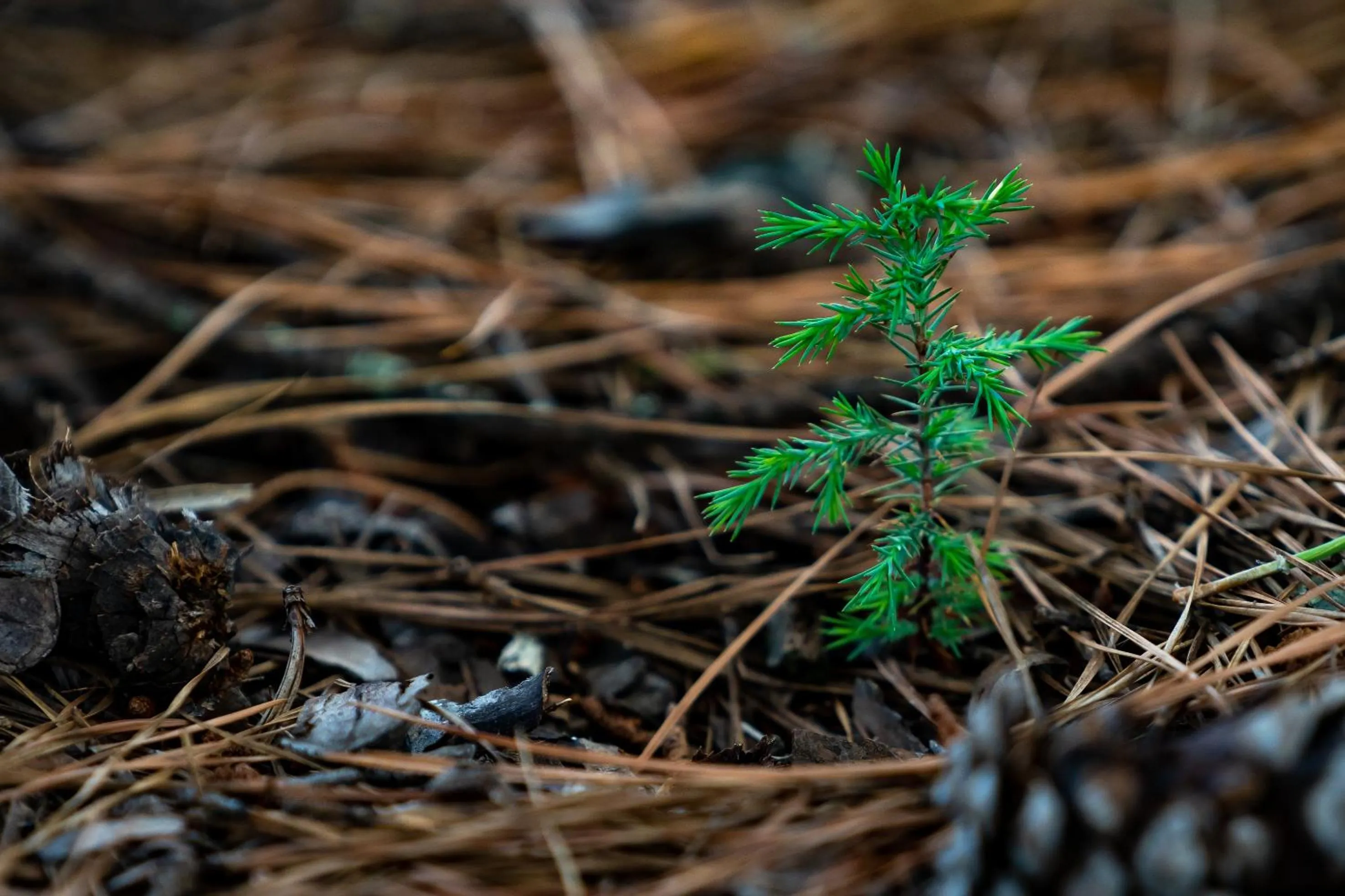 Natural landscape in Gooderson Monks Cowl Golf Resort