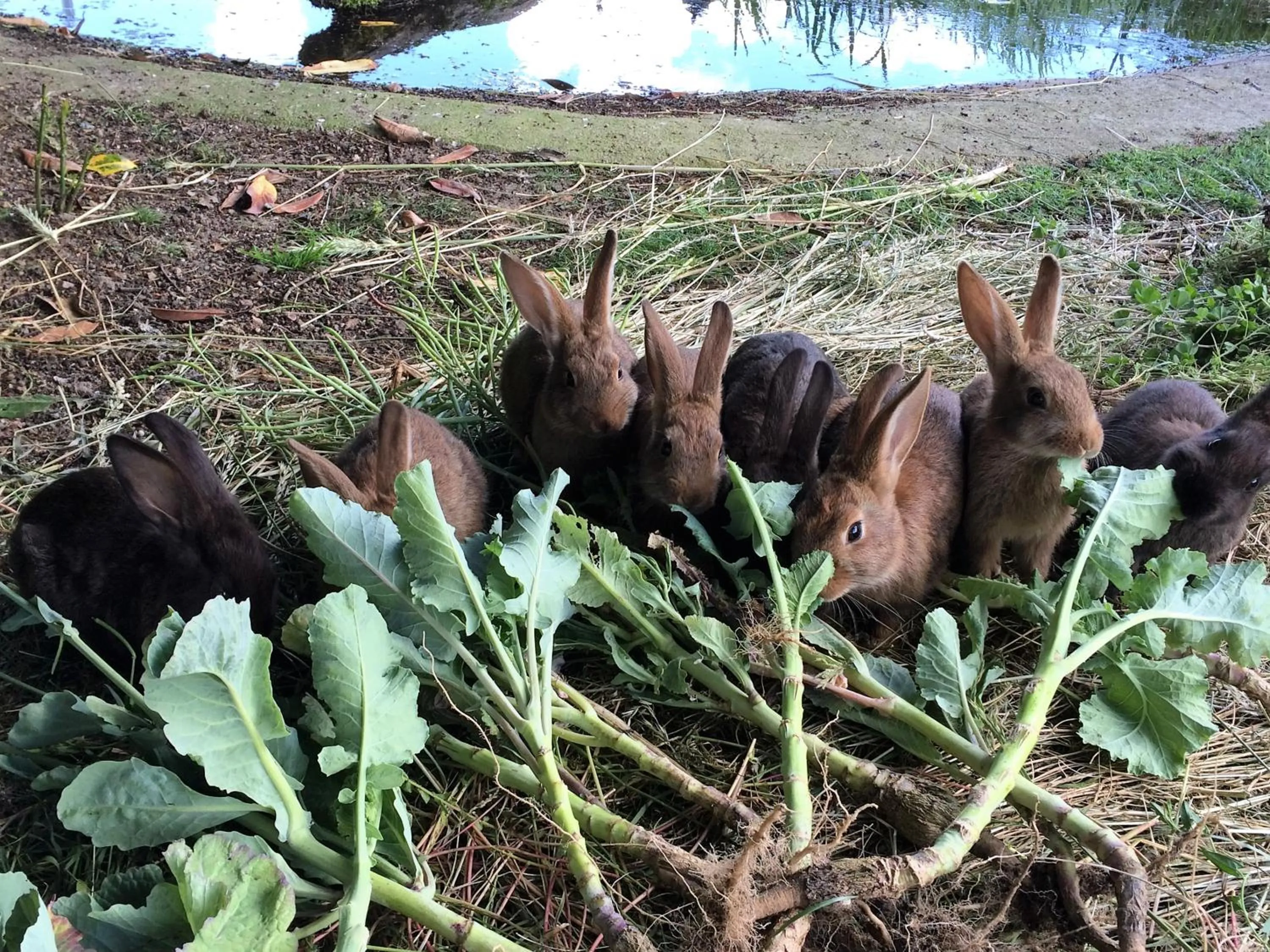 Children play ground in Delfotel