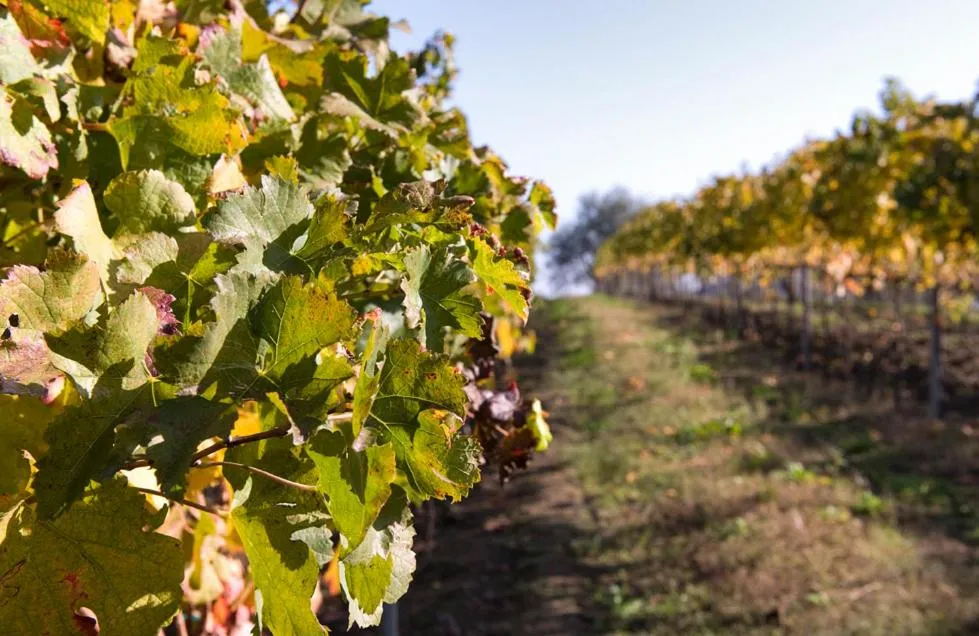Garden in Fattoria Busa dell'Oro