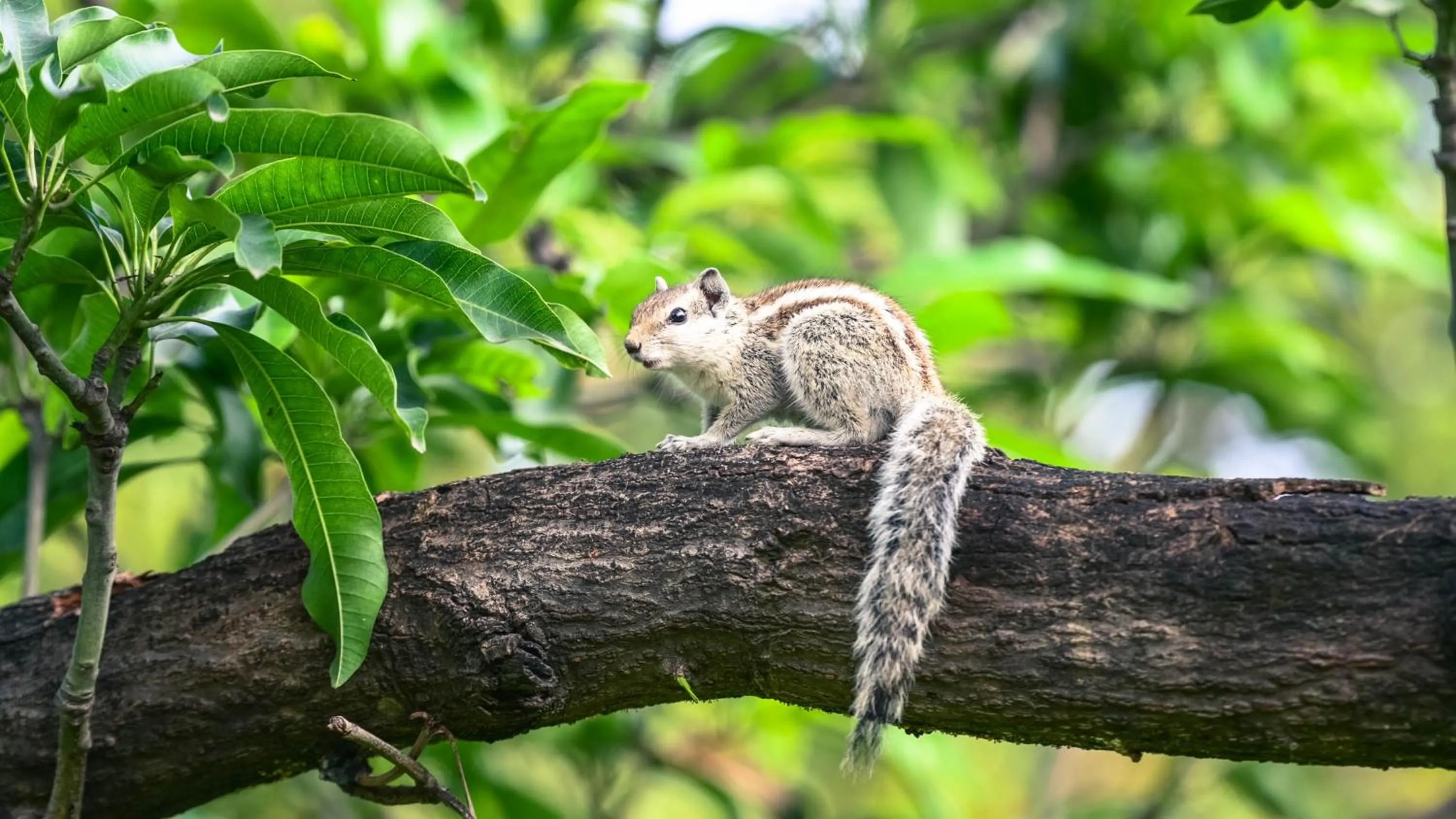 Animals in Clarks Safari Pushkar