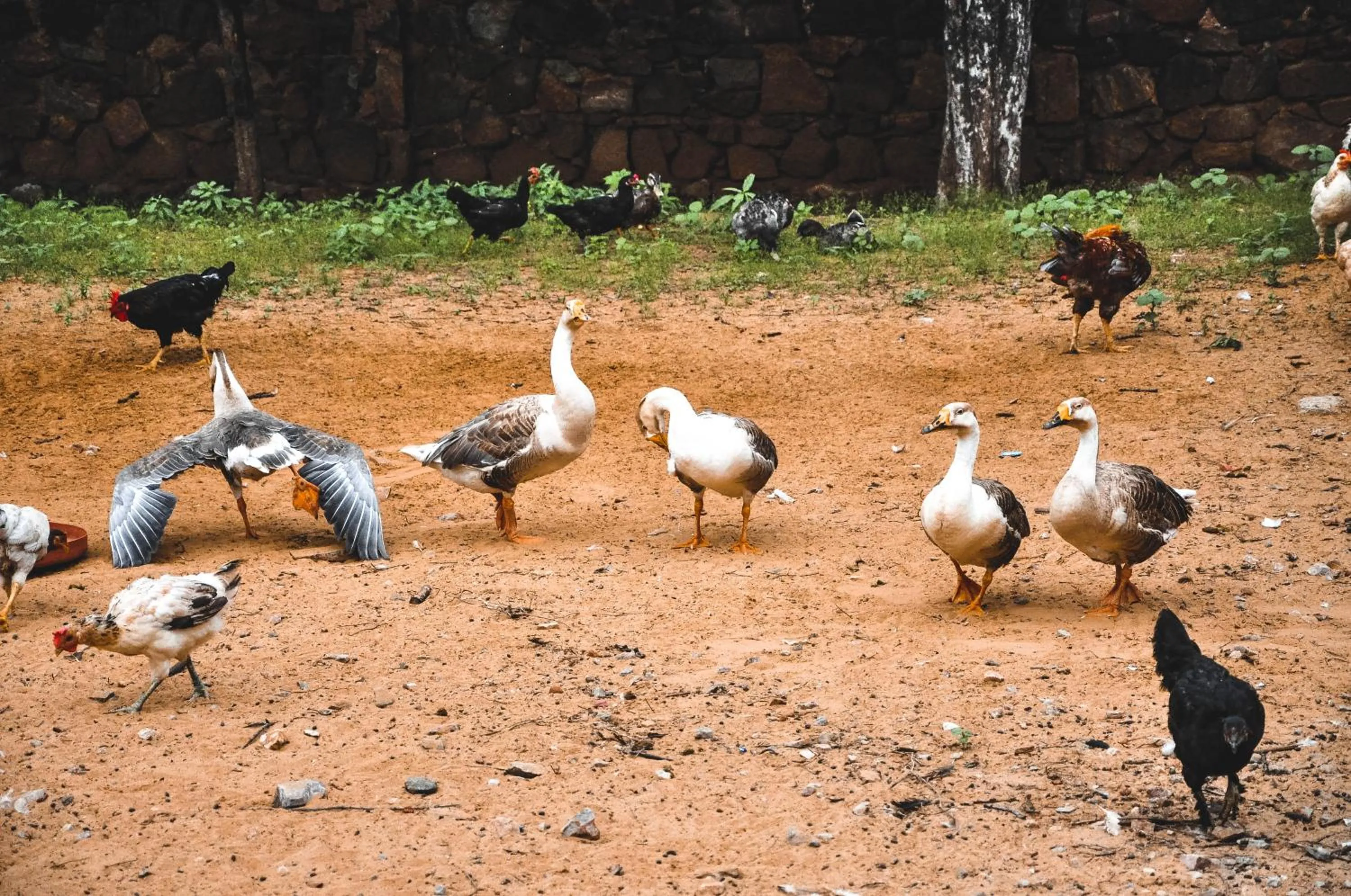Animals in Clarks Safari Pushkar