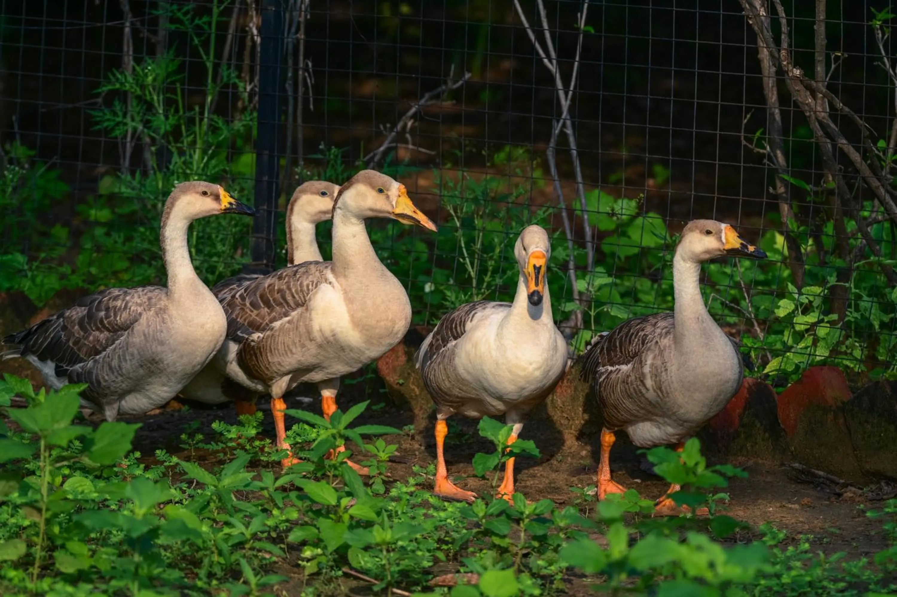 Animals in Clarks Safari Pushkar