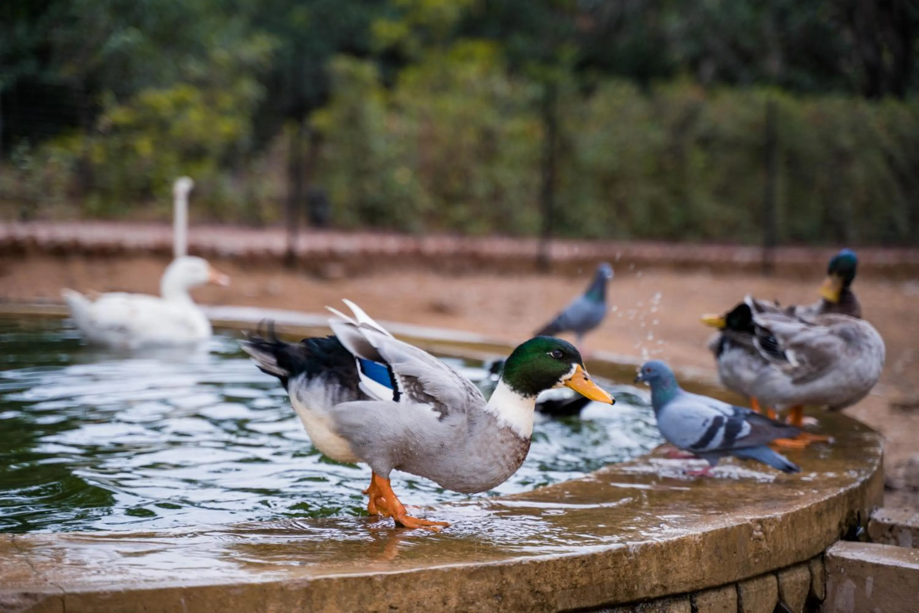 Natural landscape in Clarks Safari Pushkar