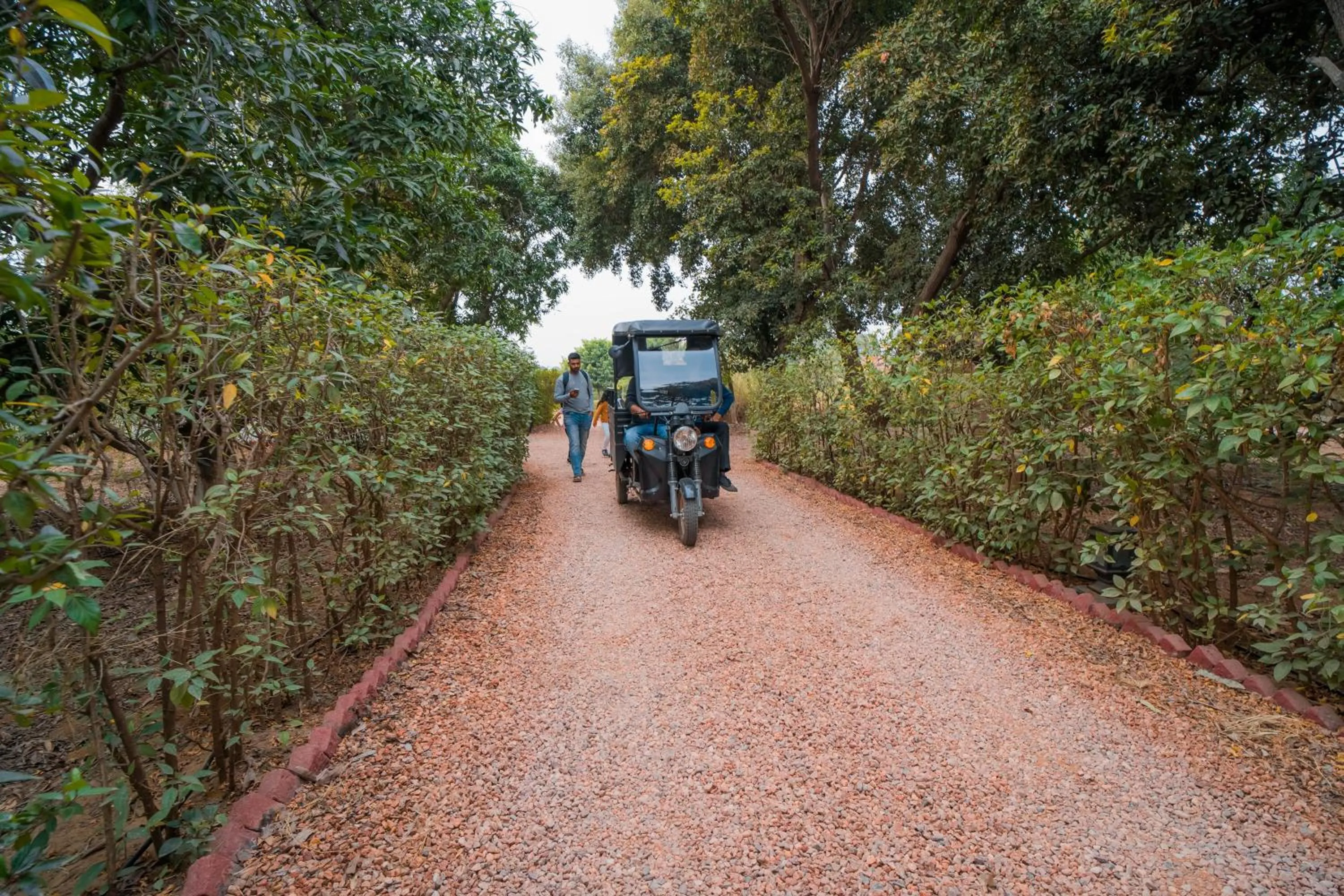 Clarks Safari Pushkar