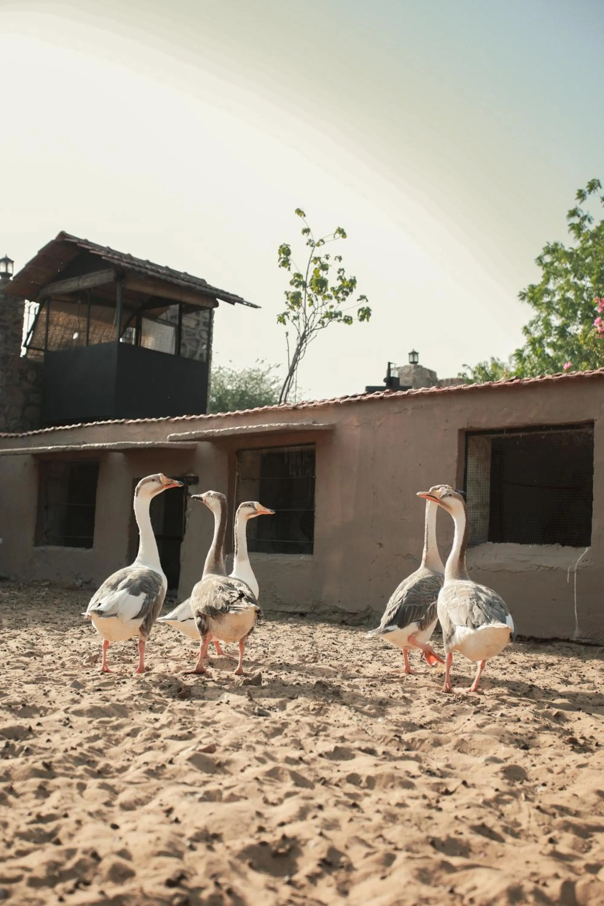 Clarks Safari Pushkar