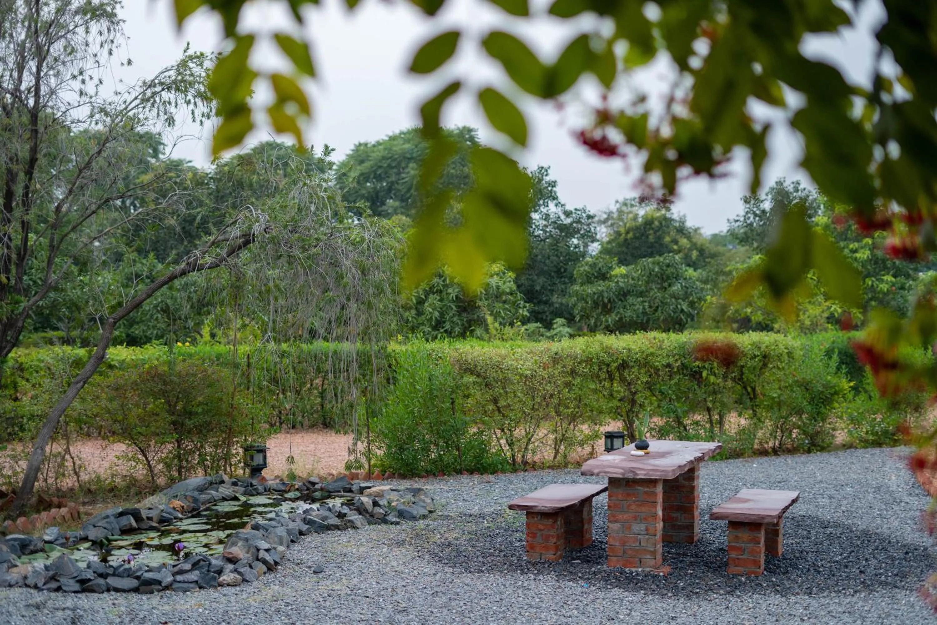 Clarks Safari Pushkar