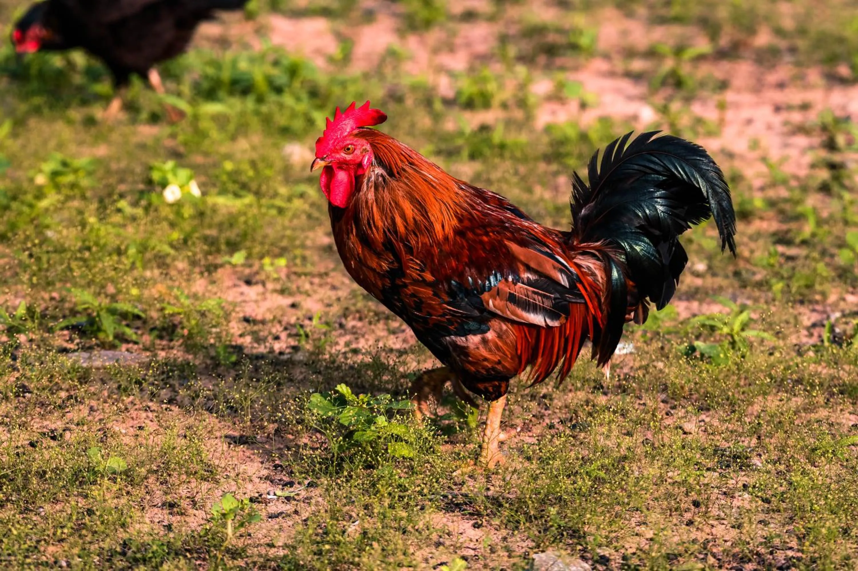 Animals in Clarks Safari Pushkar