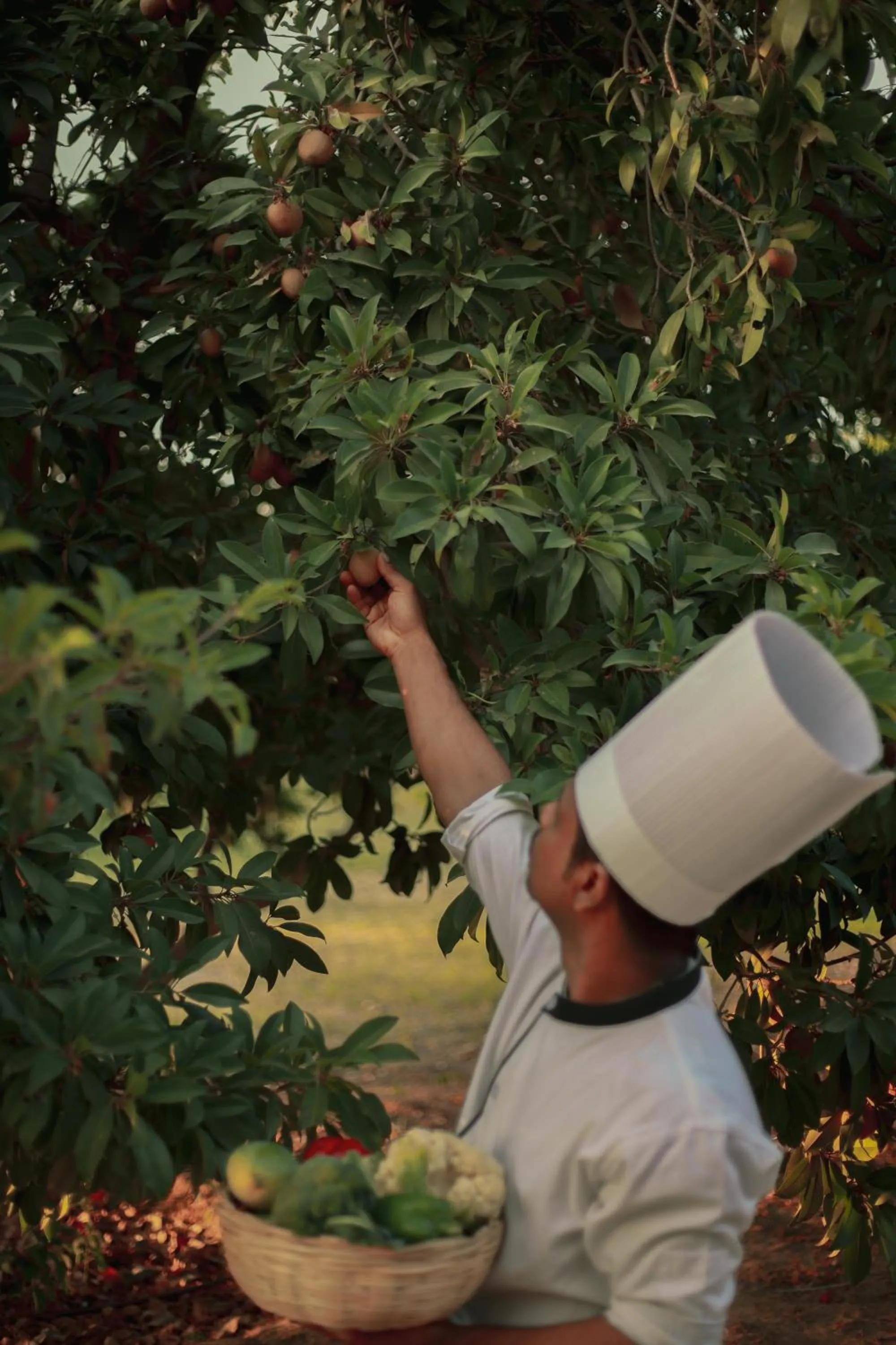 Garden in Clarks Safari Pushkar