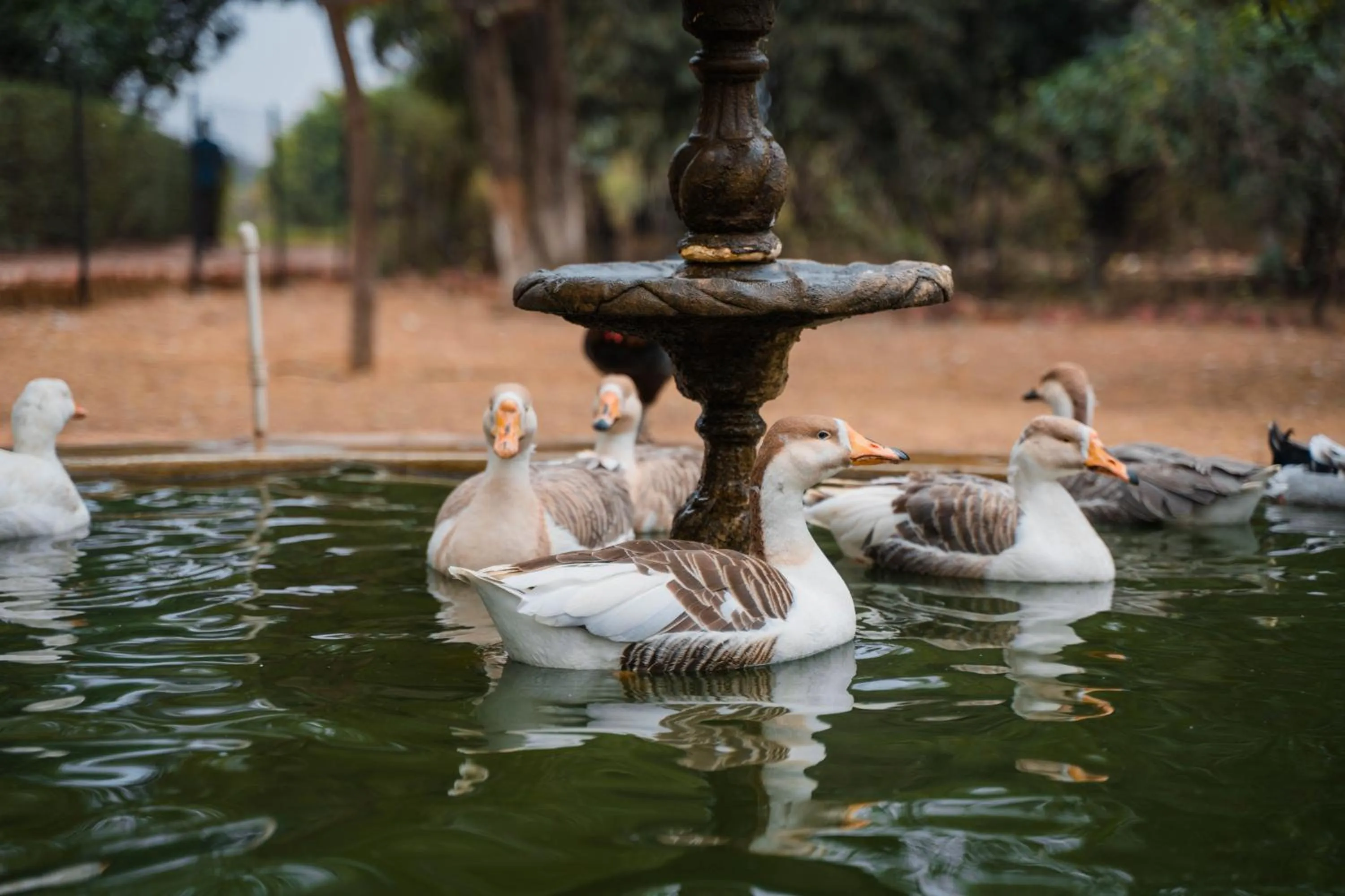 Clarks Safari Pushkar