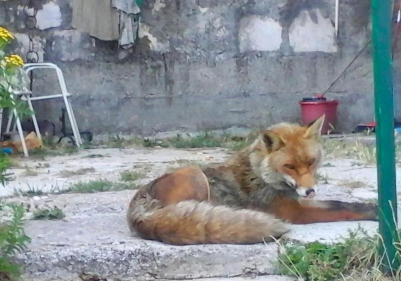 Animals in Hotel Pagnani