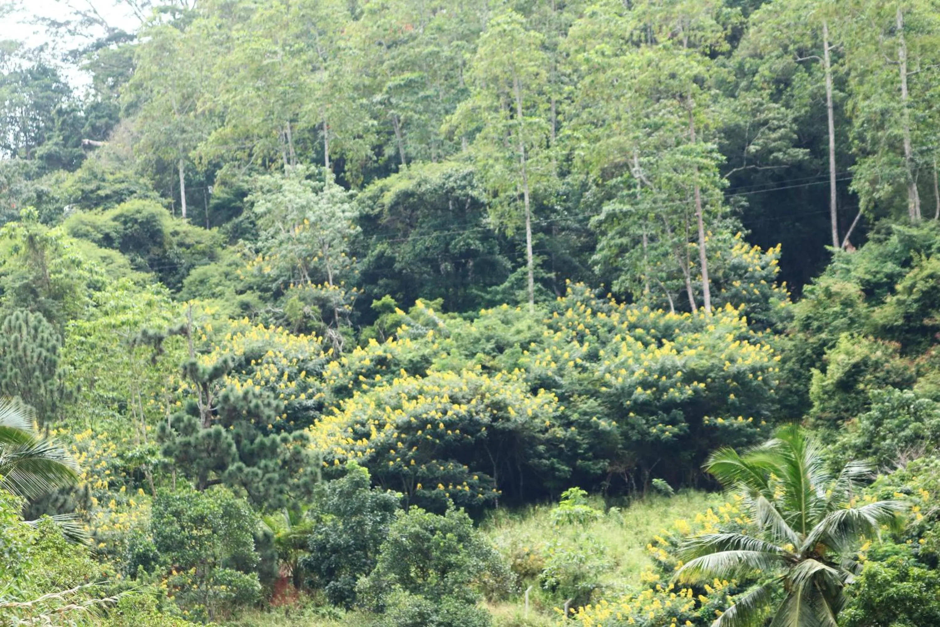 Quiet street view in Funk Bunks - Kandy