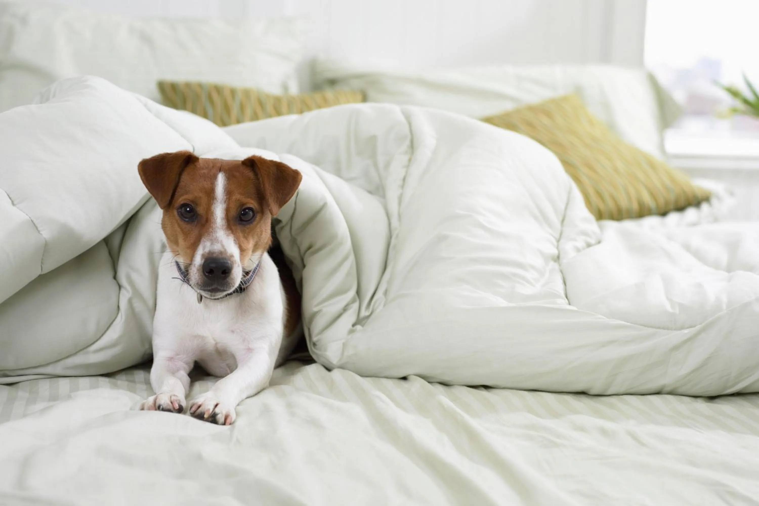 Other, Bed in Delta Hotels by Marriott Calgary South