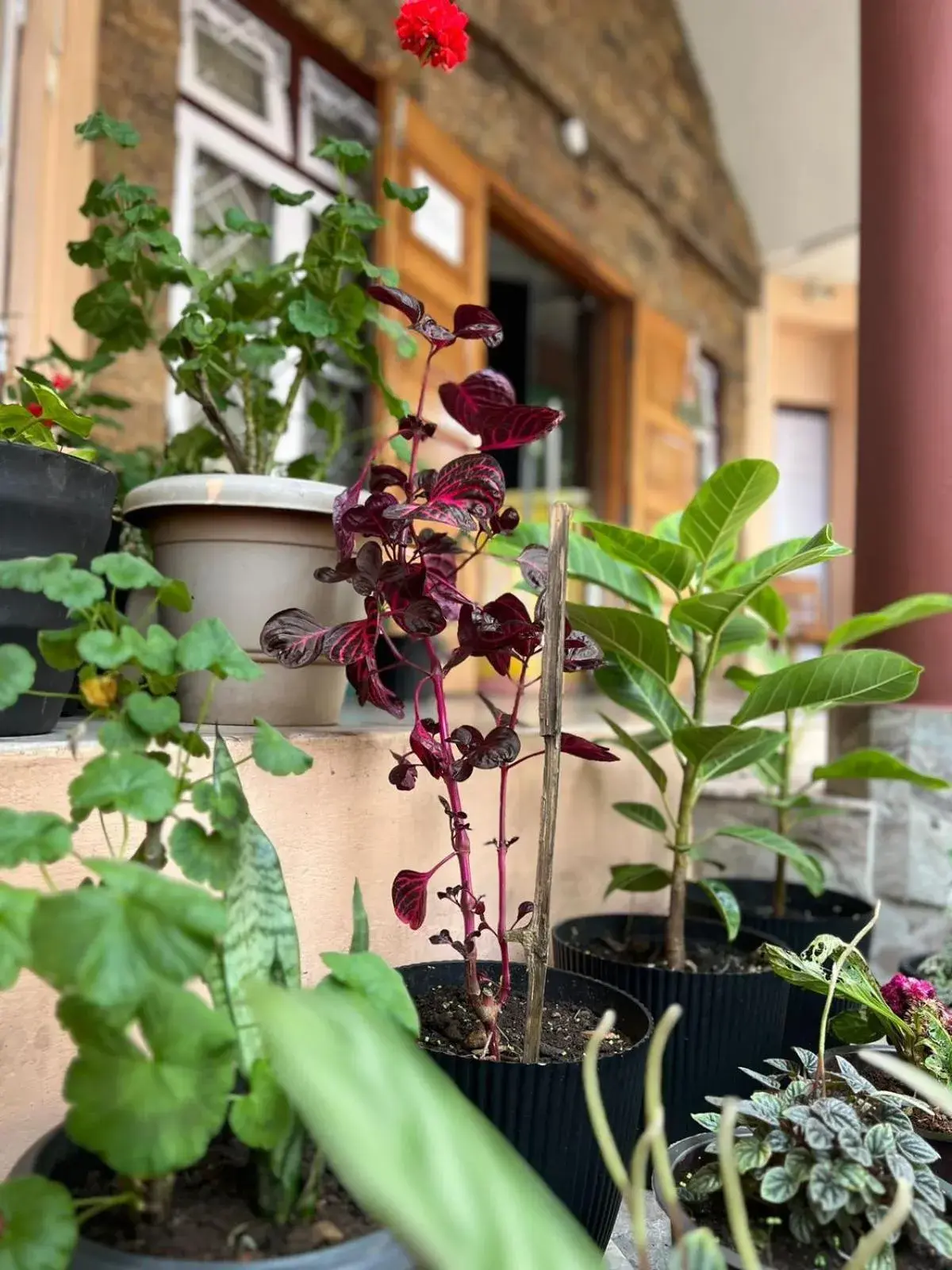 Facade/entrance in The Living Roof Facade/entrance in The Living Roof