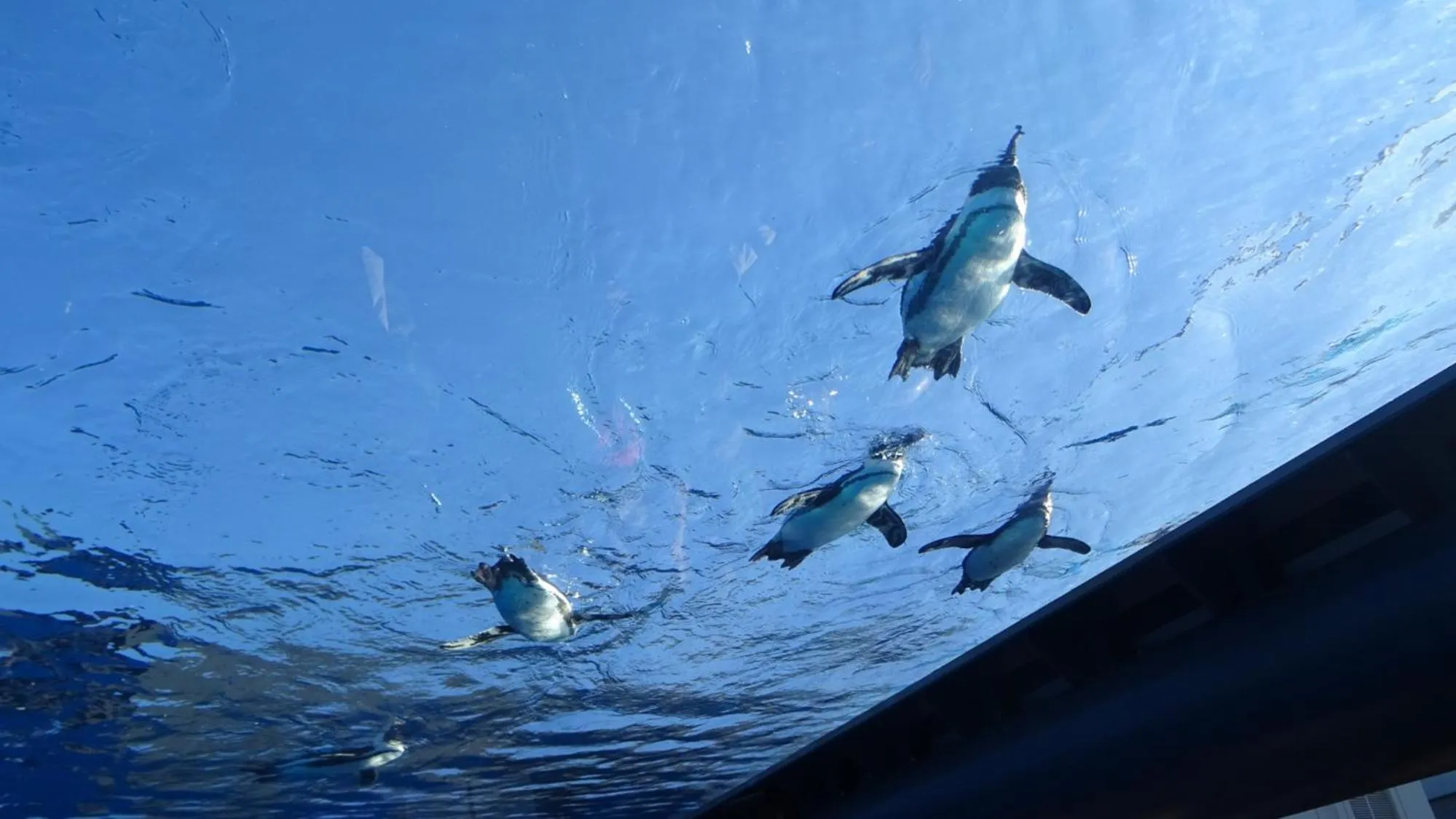 Nearby landmark, Other Animals in Toyoko Inn Yamanote-Sen Otsuka-Eki Kita-Guchi No.2