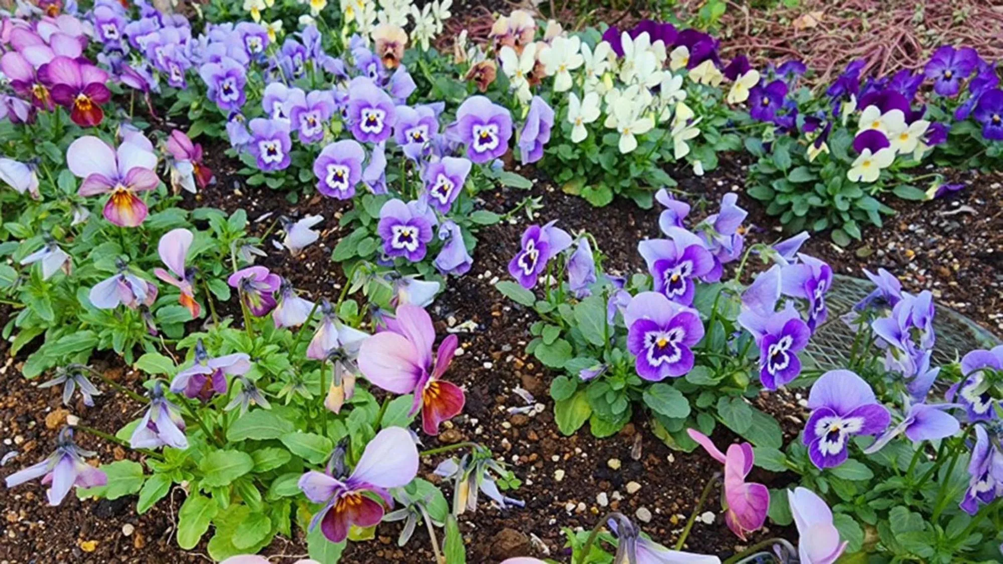 Property building in Toyoko Inn Fujisan Numazu eki Kita guchi No 2